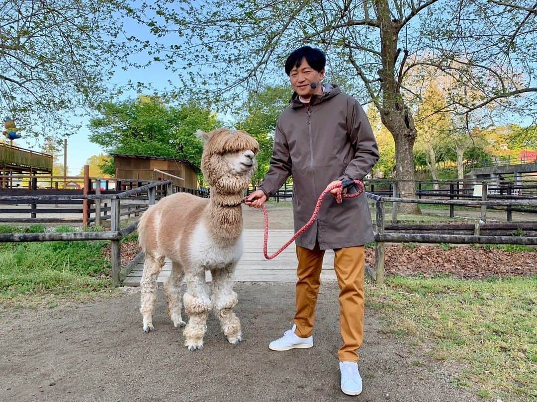 依田司さんのインスタグラム写真 - (依田司Instagram)「5月4日（木） 栃木県にある『那須りんどう湖ファミリー牧場』から。 ここは、広大な敷地と自然をいかしたテーマパークで、動物と触れ合ったり、アトラクションを楽しめます。 なかでも人気なのが、３月にオープンした「空中アルパカツアー　あるぱーく」。 ジャンプしたり、ボール遊びを楽しむ空中ネットアスレチックの下に、なんとアルパカがいるんです。今年３月に閉園した「那須アルパカ牧場」からおよそ１７０頭の飼育を引き受け、多くの方々に触れ合ってもらえないかと考えたそう。 アスレチックのなかには、アルパカに餌やりを体験できるエリアもあります。 因みに、夏を前にして毛狩りをするため、 いまが一番モフモフのアルパカに会える時期なんです。グルメも充実。パテ2倍、厚切りベーコン2倍、チーズ2倍のバーガーにチャレンジしてみては？！。  #那須高原りんどう湖ファミリー牧場 #ALDIES #アールディーズ #依田さん #依田司 #お天気検定 #テレビ朝日 #グッドモーニング #気象予報士 #お天気キャスター #森林インストラクター #グリーンセイバーアドバンス #プロジェクトワイルド #IPCC伝導者 #japan #japantrip #japantravel #unknownjapan #japanAdventure #japanlife #lifeinjapan #instagramjapan #instajapan #療癒 #ilovejapan #weather #weathercaster #weatherforecast」5月4日 8時47分 - tsukasa_yoda