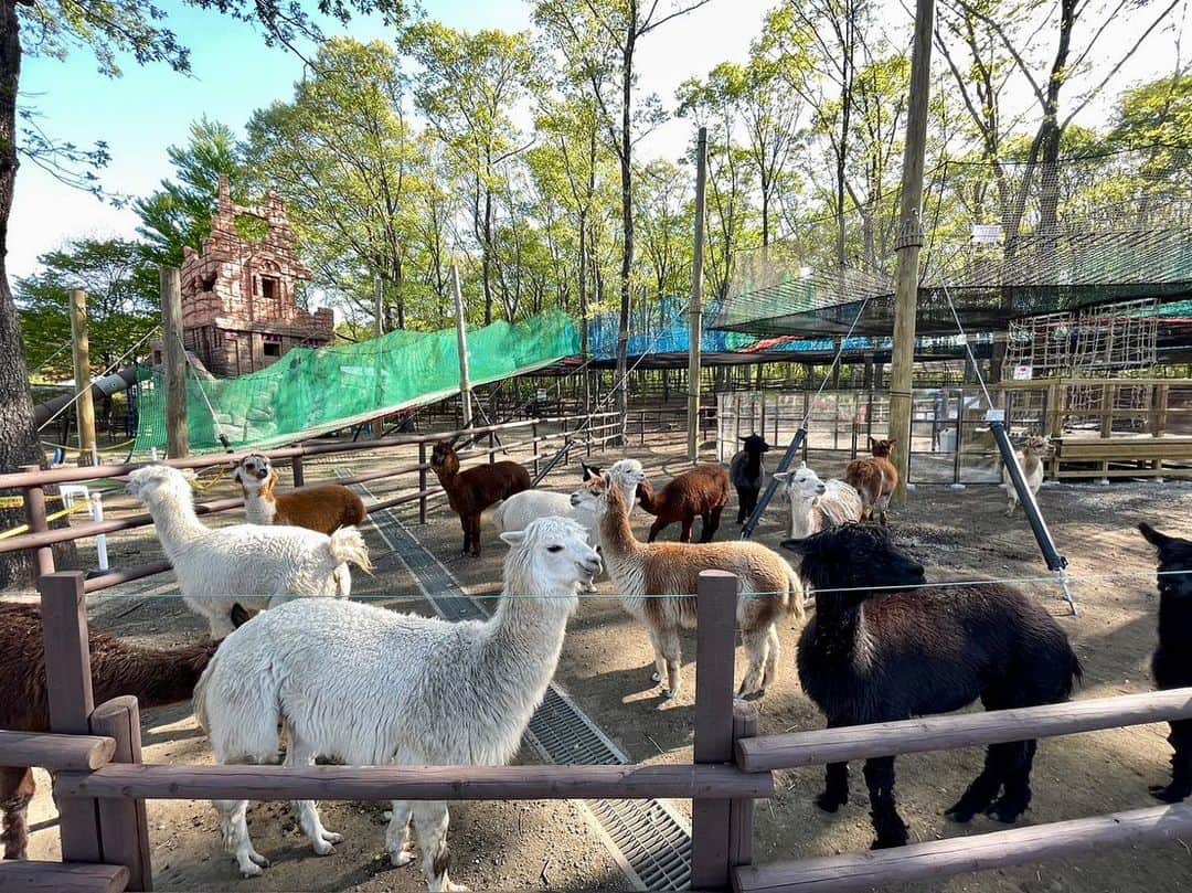 依田司さんのインスタグラム写真 - (依田司Instagram)「5月4日（木） 栃木県にある『那須りんどう湖ファミリー牧場』から。 ここは、広大な敷地と自然をいかしたテーマパークで、動物と触れ合ったり、アトラクションを楽しめます。 なかでも人気なのが、３月にオープンした「空中アルパカツアー　あるぱーく」。 ジャンプしたり、ボール遊びを楽しむ空中ネットアスレチックの下に、なんとアルパカがいるんです。今年３月に閉園した「那須アルパカ牧場」からおよそ１７０頭の飼育を引き受け、多くの方々に触れ合ってもらえないかと考えたそう。 アスレチックのなかには、アルパカに餌やりを体験できるエリアもあります。 因みに、夏を前にして毛狩りをするため、 いまが一番モフモフのアルパカに会える時期なんです。グルメも充実。パテ2倍、厚切りベーコン2倍、チーズ2倍のバーガーにチャレンジしてみては？！。  #那須高原りんどう湖ファミリー牧場 #ALDIES #アールディーズ #依田さん #依田司 #お天気検定 #テレビ朝日 #グッドモーニング #気象予報士 #お天気キャスター #森林インストラクター #グリーンセイバーアドバンス #プロジェクトワイルド #IPCC伝導者 #japan #japantrip #japantravel #unknownjapan #japanAdventure #japanlife #lifeinjapan #instagramjapan #instajapan #療癒 #ilovejapan #weather #weathercaster #weatherforecast」5月4日 8時47分 - tsukasa_yoda