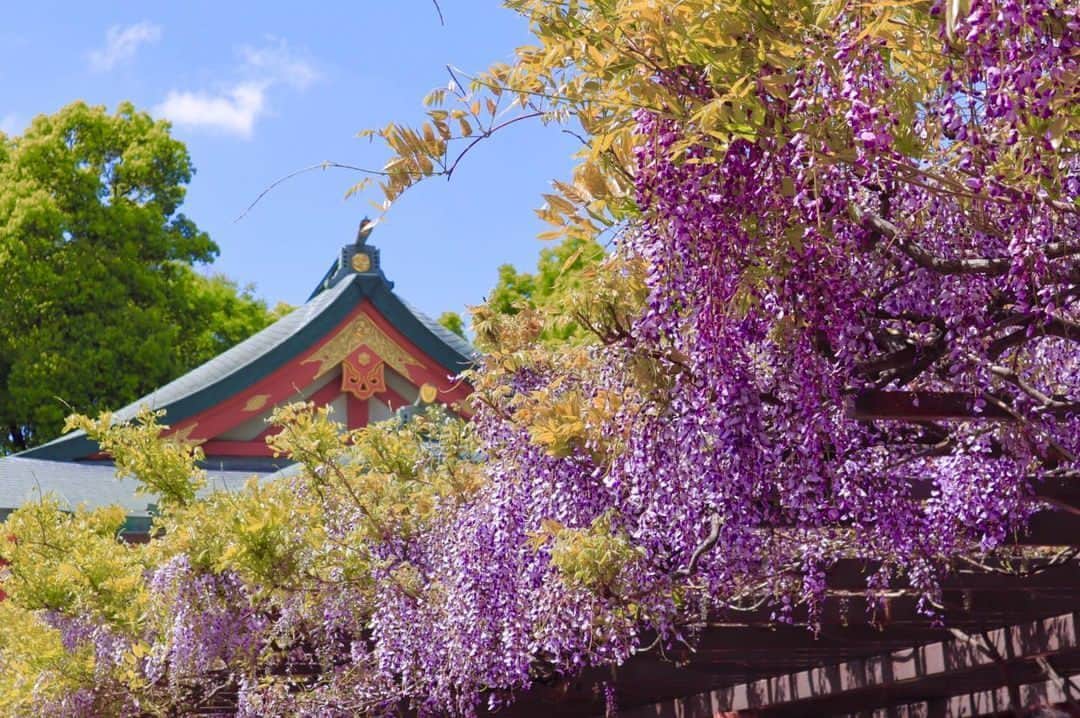 のインスタグラム：「5月4日は、みどりの日。⁣ 自然に親しむことや感謝することを目的に、豊かな心を育むという意味合いもある祝日です。⁣ ⁣ ここ千代田区や都内にも、皇居東御苑をはじめとして、緑豊かな庭園や公園、神社や美術館などが数多く点在しています。⁣ ⁣ 東京駅からすぐのホテルを拠点に、都内の自然に触れたり、清々しい季節を迎えて美しさが映える自然の景色を愛でに地方へ出かけるのもおすすめです。⁣ ⁣ On 4 May in Japan, Greenery Day is a holiday to re-recognise how much we benefit from nature and appreciate it.⁣ ⁣ Here in Chiyoda Ward, Tokyo, several touchpoints like gardens, parks, shrines, and museums with nature provide a refreshing early summer mood. Hie Shrine is one of the attractive not-to-be-missed spots with wonderfully blooming wisteria flowers.⁣ ⁣ photo credit @makoto5004⁣ ⁣ #shangrilacircle #myshangrila #shangrilahotels #shangrila #shangrilatokyo #tokyotravel #tokyotrip #tokyostation #シャングリラ #シャングリラ東京 #シャングリラサークル #東京駅 #丸の内 #大手町 #みどりの日」