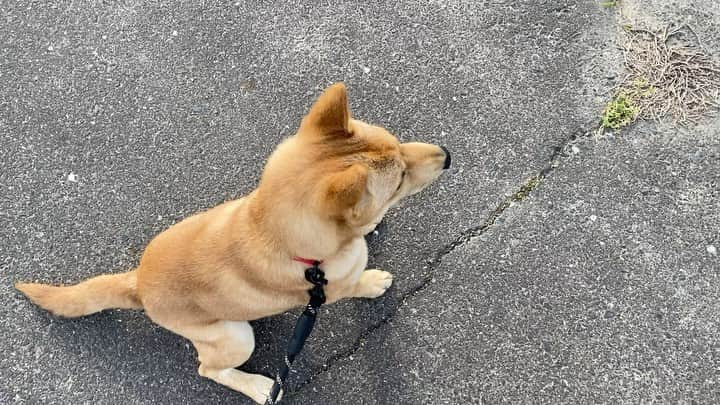 ねりお弘晃のインスタグラム：「⠀ ⠀ 犬の散歩からの猫の散歩🐕🐈  #山陰柴犬 #saninshibainu #柴犬 #shibainu #shibainupuppy #shibainustagram #柴犬のいる暮らし #犬 #犬のいる暮らし #小田原 #箱根 #田舎暮らし #犬のしつけ #子犬のしつけ #犬スタグラム #犬ばか部 #猫 #アメショ #アメリカンショートヘア #岡山」