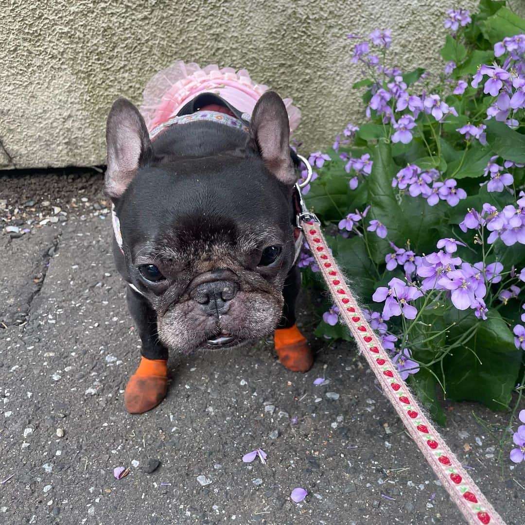 水沢史絵さんのインスタグラム写真 - (水沢史絵Instagram)「可愛いお花と可愛いもっちゃん💜🐷   #frenchbulldog  #フレンチブルドッグ #おいもちゃん」5月4日 9時24分 - mizusawafumie