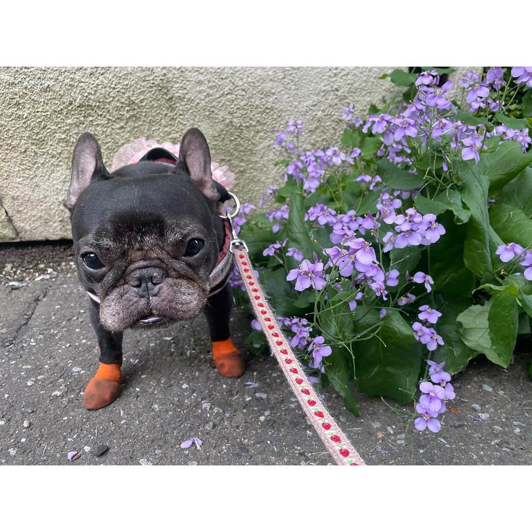 水沢史絵さんのインスタグラム写真 - (水沢史絵Instagram)「可愛いお花と可愛いもっちゃん💜🐷   #frenchbulldog  #フレンチブルドッグ #おいもちゃん」5月4日 9時24分 - mizusawafumie
