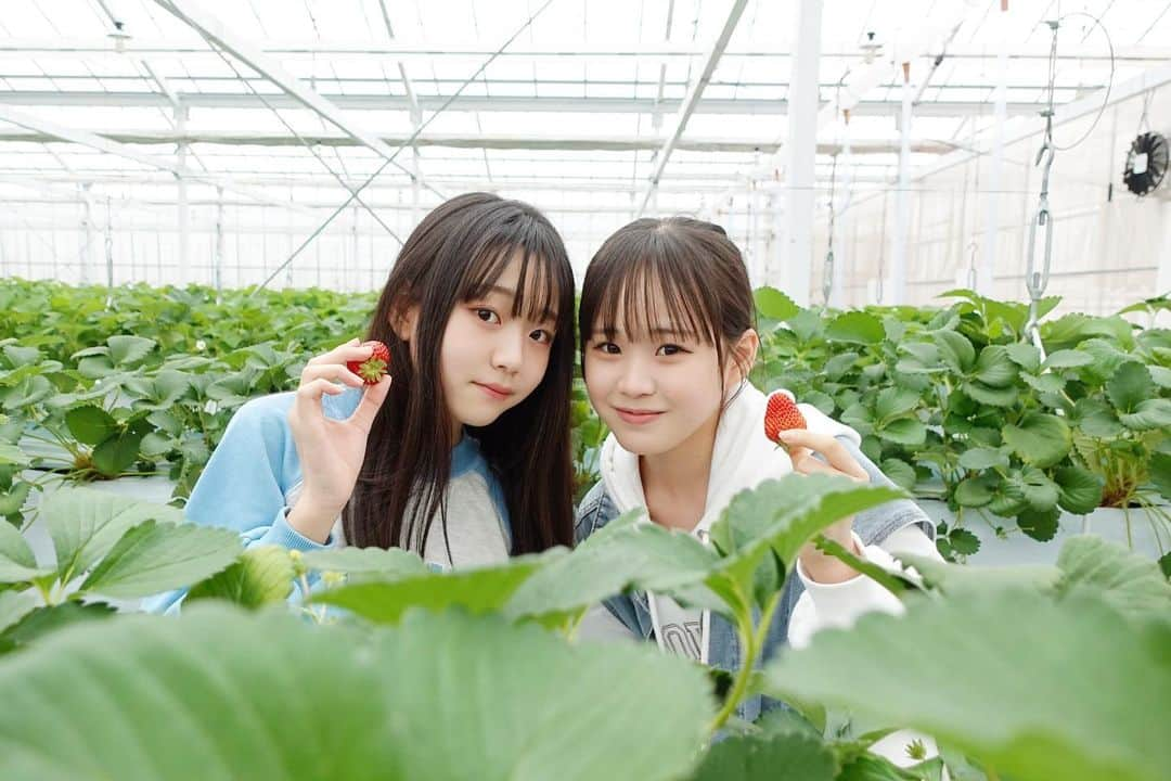 さやりささんのインスタグラム写真 - (さやりさInstagram)「2023/05/04  いちご狩りのあげてなかった写真🍓 この日たくさんいちご食べたのに 今でも毎日のようにいちご食べてる🫠💭 ほんと全然飽きないw さやは野菜が苦手だから果物が野菜代わり🥬  いちご狩り行く時はヒロファームさん行ってみてね！ @hiro_farm_kasukabe  素敵な写真も撮れるよー( ᷇ᢦ ᷆ )  #いちご狩り  #苺狩り  #いちご狩り🍓  #gw  #ゴールデンウィーク」5月4日 9時53分 - sayarisa.insta