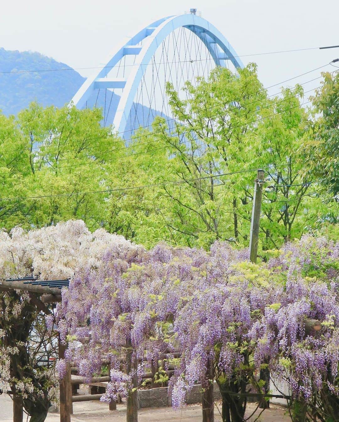 のインスタグラム：「. 【藤棚が見頃です❀】 沼隈町と内海町を繋ぐ内海大橋 この内海大橋の沼隈町側にある #藤棚 で、藤の花々が見頃を迎えています🙌 瀬戸内海を望むドライブコースが一層鮮やかになっているこの時期に、お出かけしてみてはいかがでしょうか😊  Photo by @egoiste_114 （インスタグラム #福山アンバサダー ）」
