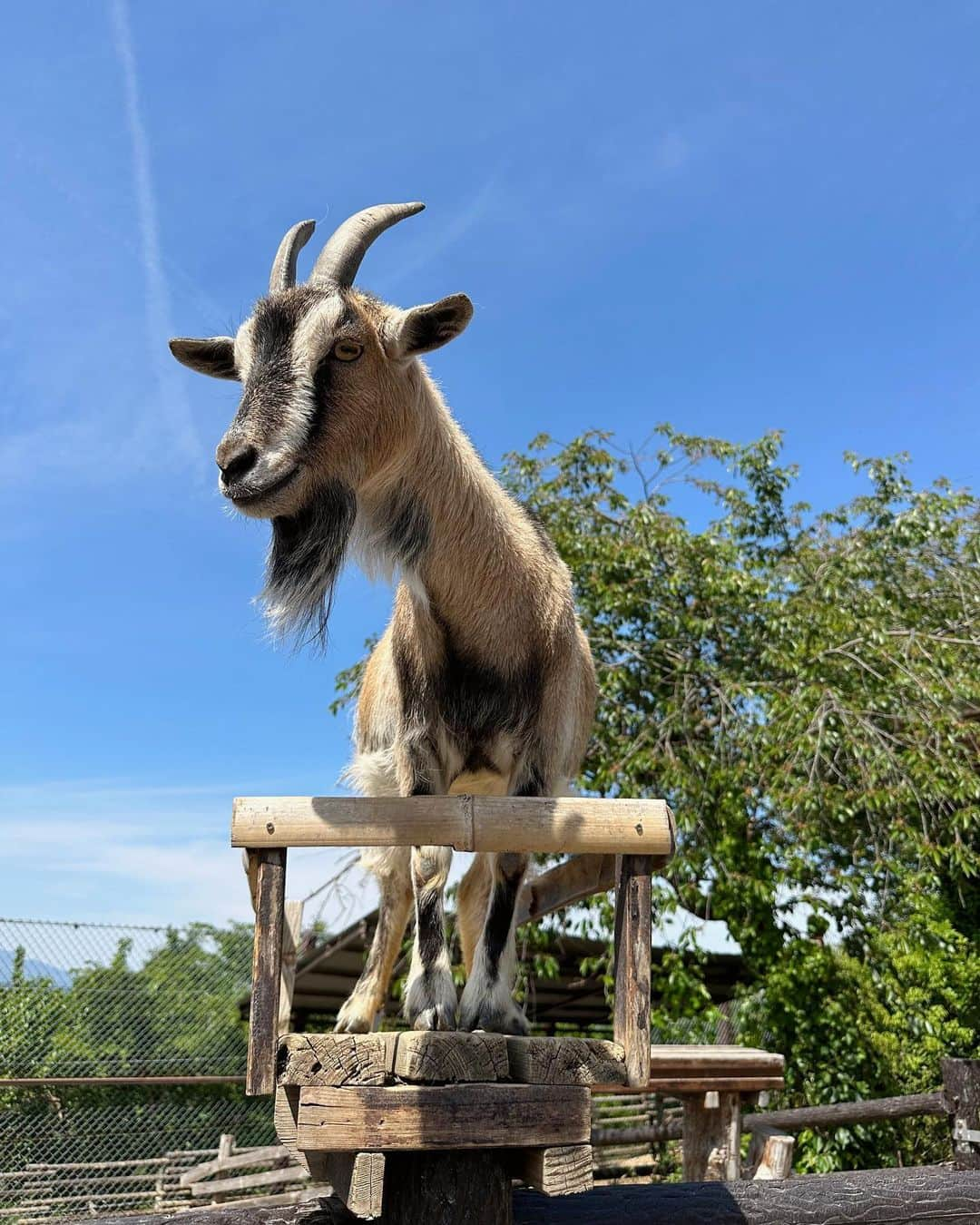 稲川千里さんのインスタグラム写真 - (稲川千里Instagram)「サファリパーク☀️  🦬🐆🦓🐘🐅🦏🦒🦩🌳  #gw #群馬サファリパーク #子どもとお出かけ」5月4日 10時23分 - chiicamera