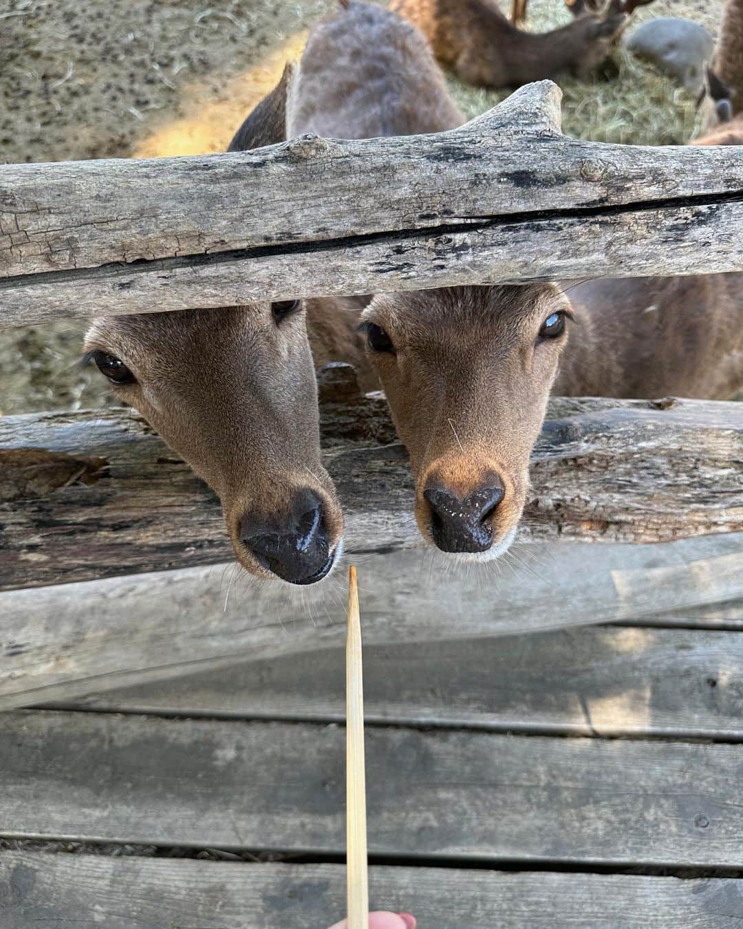 稲川千里さんのインスタグラム写真 - (稲川千里Instagram)「サファリパーク☀️  🦬🐆🦓🐘🐅🦏🦒🦩🌳  #gw #群馬サファリパーク #子どもとお出かけ」5月4日 10時23分 - chiicamera