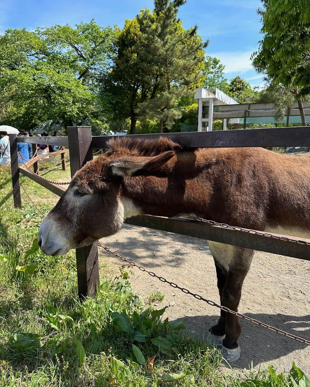 稲川千里のインスタグラム