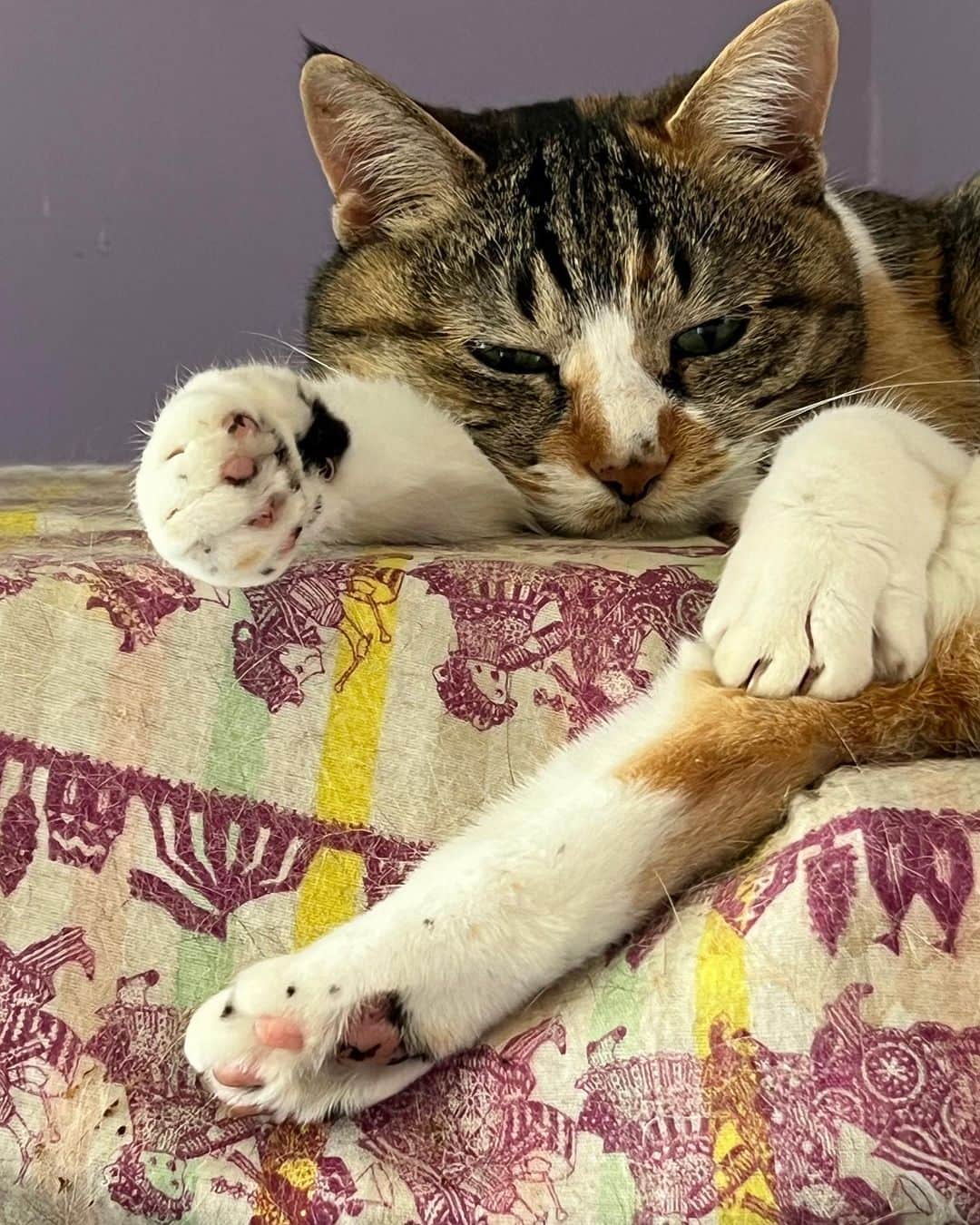 Kachimo Yoshimatsuのインスタグラム：「ねむいね。  #うちの猫ら #猫 #castella #ねこ #ニャンスタグラム #にゃんすたぐらむ #ねこのきもち #cat #ネコ #catstagram #ネコ部 http://kachimo.exblog.jp」