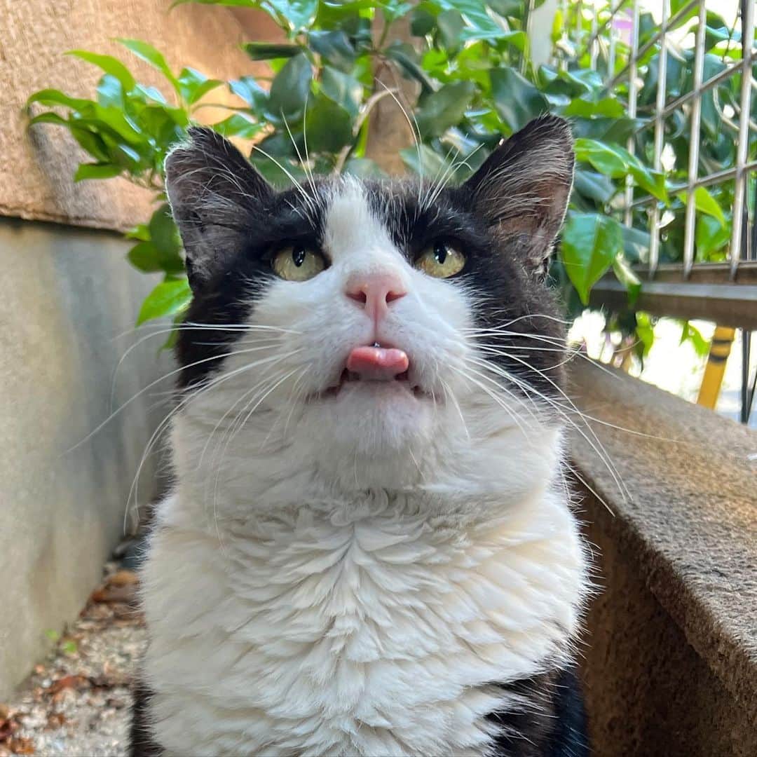 Kachimo Yoshimatsuのインスタグラム：「おはようイカスミ Good Morning Ikasumi  ちゅーるが降ってくるのを 待ってます。  #うちの猫ら #猫 #ikasumi #ねこ #ニャンスタグラム #にゃんすたぐらむ #ねこのきもち #cat #ネコ #catstagram #ネコ部 http://kachimo.exblog.jp」