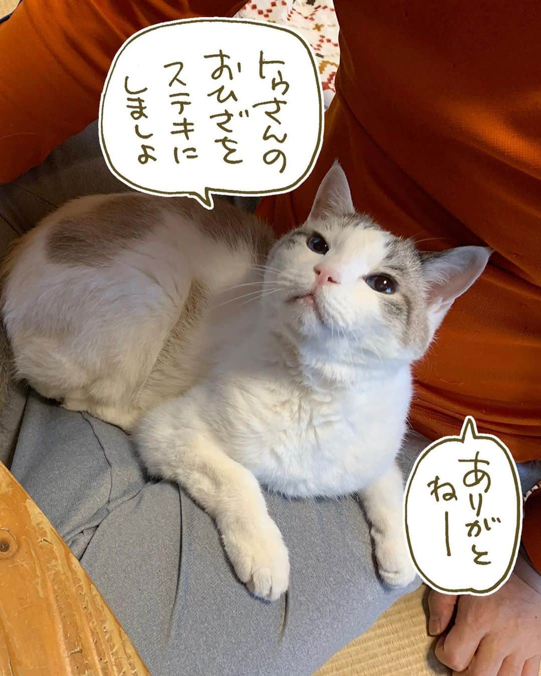 くるねこ大和さんのインスタグラム写真 - (くるねこ大和Instagram)「何でもステキにできましよ  #胡ぼん」5月4日 10時38分 - kuru0214neko