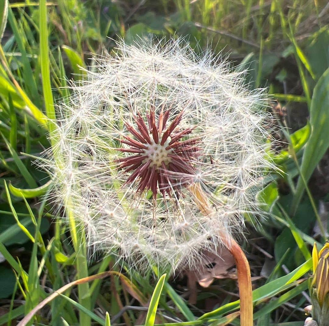 ブライアン・メイさんのインスタグラム写真 - (ブライアン・メイInstagram)「A Blowie.  Well, that’s what my Mum used to call them - the multiple seed heads of Dandelion flowers. What do YOU call them? Of course that name referred to the ancient game of “She loves me - she loves me not …” while blowing away the seeds with breaths until none are left. And it’s one of Nature’s simple beauties.  Show me a stereo photographer who hasn’t tried to capture its elusive charm !  I was bless’d with a beautiful day today - and a moment’s peace to stop and wonder in the setting Sun. Cheers all. 💥💥💥💥 ah yes - I should mention that the English name is a pretty dumb corruption of the French “Dent de Lion” - referring to the multiple Lion’s Tooth shape of the leaves. I haven’t seen many stereo photos of the leaves. Maybe none ! We should go for it ! Bri」5月4日 10時52分 - brianmayforreal