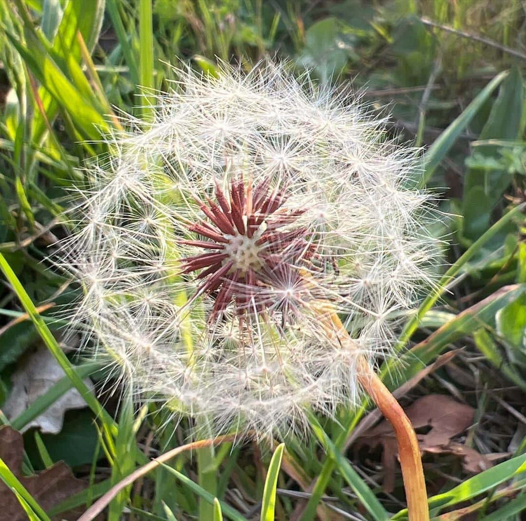 ブライアン・メイさんのインスタグラム写真 - (ブライアン・メイInstagram)「A Blowie.  Well, that’s what my Mum used to call them - the multiple seed heads of Dandelion flowers. What do YOU call them? Of course that name referred to the ancient game of “She loves me - she loves me not …” while blowing away the seeds with breaths until none are left. And it’s one of Nature’s simple beauties.  Show me a stereo photographer who hasn’t tried to capture its elusive charm !  I was bless’d with a beautiful day today - and a moment’s peace to stop and wonder in the setting Sun. Cheers all. 💥💥💥💥 ah yes - I should mention that the English name is a pretty dumb corruption of the French “Dent de Lion” - referring to the multiple Lion’s Tooth shape of the leaves. I haven’t seen many stereo photos of the leaves. Maybe none ! We should go for it ! Bri」5月4日 10時52分 - brianmayforreal