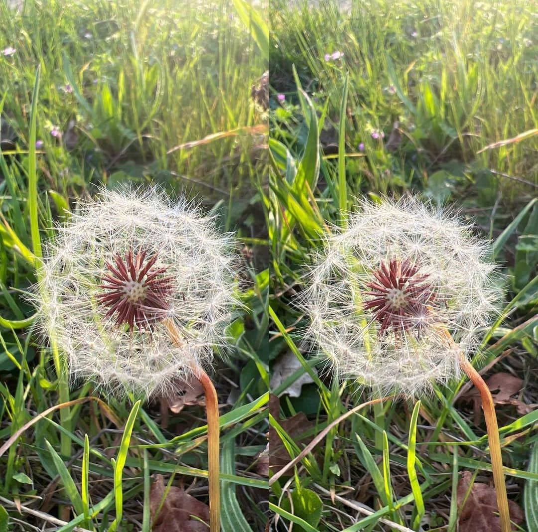 ブライアン・メイさんのインスタグラム写真 - (ブライアン・メイInstagram)「A Blowie.  Well, that’s what my Mum used to call them - the multiple seed heads of Dandelion flowers. What do YOU call them? Of course that name referred to the ancient game of “She loves me - she loves me not …” while blowing away the seeds with breaths until none are left. And it’s one of Nature’s simple beauties.  Show me a stereo photographer who hasn’t tried to capture its elusive charm !  I was bless’d with a beautiful day today - and a moment’s peace to stop and wonder in the setting Sun. Cheers all. 💥💥💥💥 ah yes - I should mention that the English name is a pretty dumb corruption of the French “Dent de Lion” - referring to the multiple Lion’s Tooth shape of the leaves. I haven’t seen many stereo photos of the leaves. Maybe none ! We should go for it ! Bri」5月4日 10時52分 - brianmayforreal