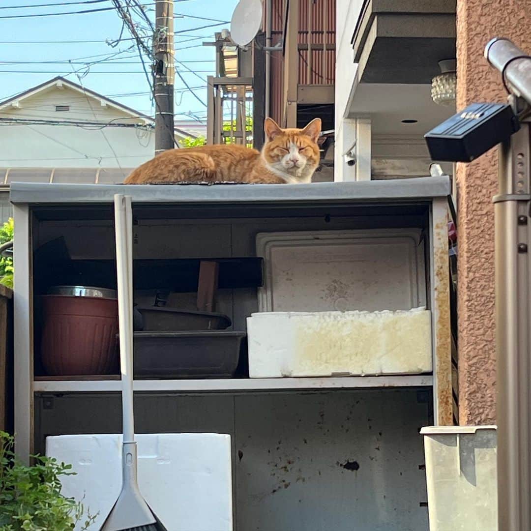 Kachimo Yoshimatsuのインスタグラム：「おはようちゃめし Good Morning Chameshi  今日も2人とも同じ時間に 喧嘩もせずにえらい！  #うちの猫ら #chameshi #ikasumi #猫 #ねこ #ニャンスタグラム #にゃんすたぐらむ #ねこのきもち #cat #ネコ #catstagram #ネコ部 http://kachimo.exblog.jp」
