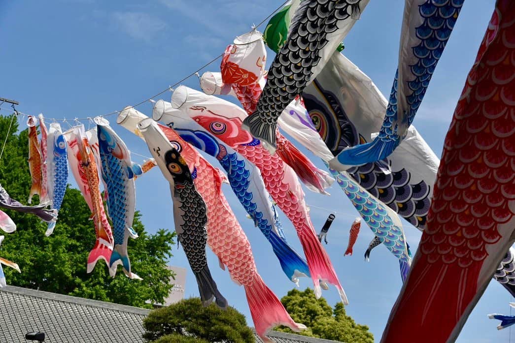 辛島美登里さんのインスタグラム写真 - (辛島美登里Instagram)「今年の鯉はいつもより元気に泳いでる気がします🎏 僭越ながら(からしま)みどりの日😉 子供たちに混じってみなさん一緒にのびのびしましょう〜🙆🏻‍♀️🙆🏻‍♂️ 取り急ぎグリーンサラダをモリモリ食べることにしました🥗😋 #みどりの日　#こいのぼり」5月4日 11時07分 - midorikarashima