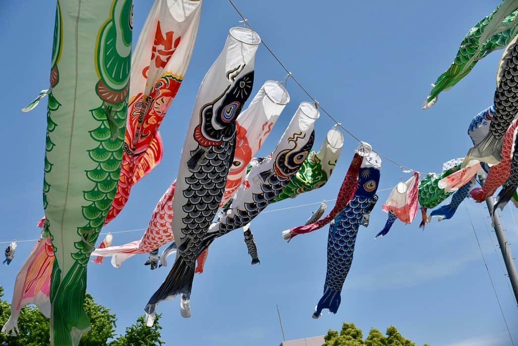 辛島美登里さんのインスタグラム写真 - (辛島美登里Instagram)「今年の鯉はいつもより元気に泳いでる気がします🎏 僭越ながら(からしま)みどりの日😉 子供たちに混じってみなさん一緒にのびのびしましょう〜🙆🏻‍♀️🙆🏻‍♂️ 取り急ぎグリーンサラダをモリモリ食べることにしました🥗😋 #みどりの日　#こいのぼり」5月4日 11時07分 - midorikarashima