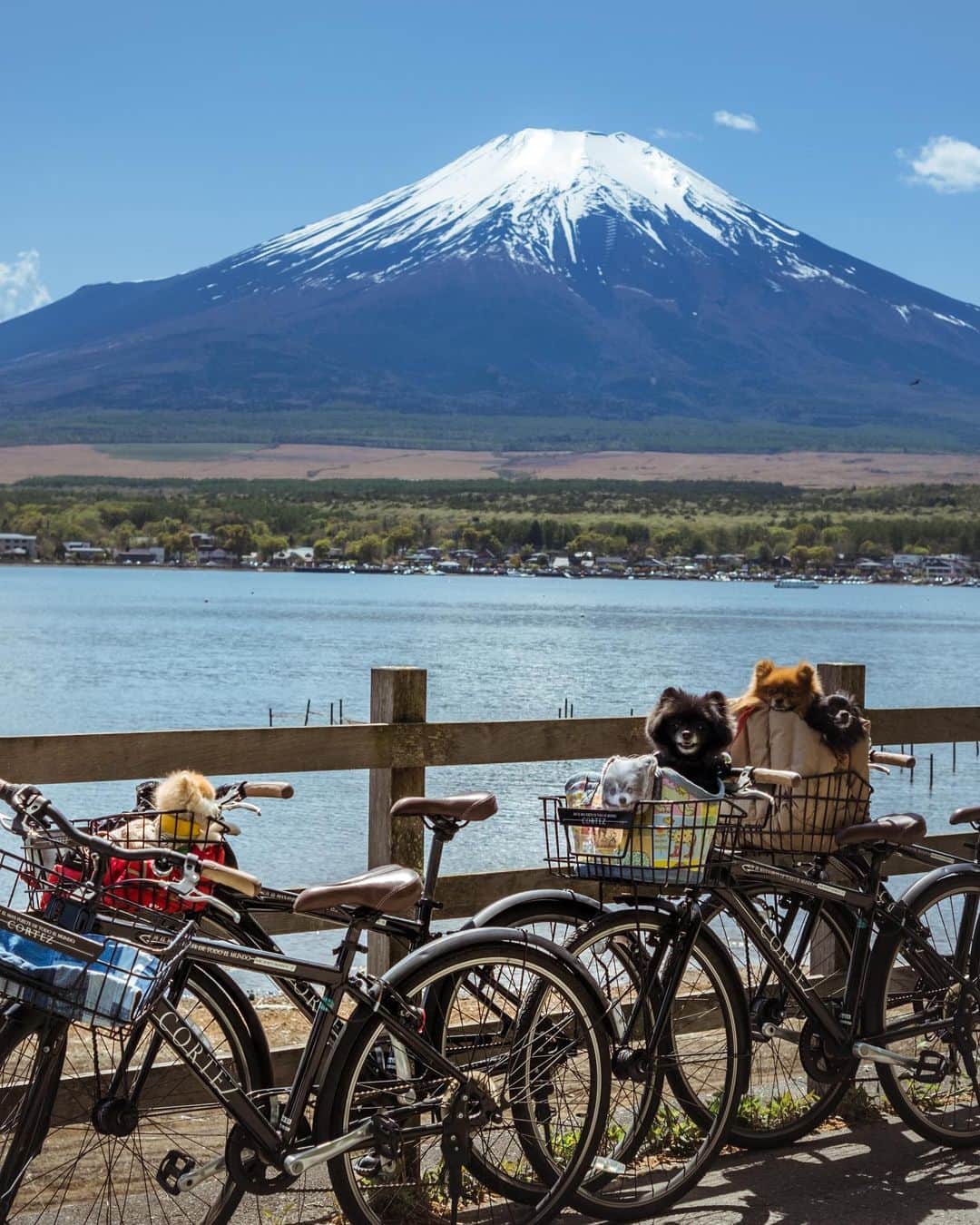 ポテチンさんのインスタグラム写真 - (ポテチンInstagram)「久々の投稿ですぢょ！ @r_garden_fuji  リプのパパママがオープンしたグランピング施設、#Ｒガーデン にお邪魔してきましたぢょ。高速バスの富士山中湖駅からすぐ！レンタサイクルもあって山中湖のサイクリングロードも楽しめちゃう。BBQも楽しかったですぢょー！ 車がなくても気楽に行けるしまたお邪魔しまーす。  ポテはお目々見えなくなってからお写真はあまり撮ってなかったけど、お出かけはいっぱいしてましたぢょ！また時々お写真アップしますぢょね。」5月4日 11時22分 - pom.potechin