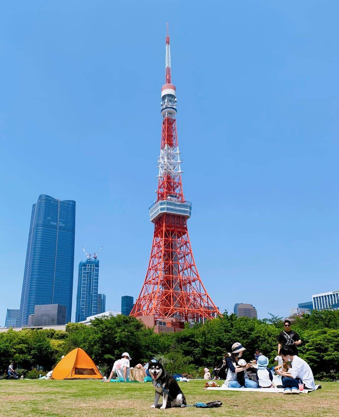 くろさんのインスタグラム写真 - (くろInstagram)「🗼  #絶景parkday #PARKDAY2023 #tokyoprincetower  #tokyoprincehotel  #tokyoprincetowerhotel  #theprinceparktowertokyo  #princeshibapark  #東京プリンスホテル  #東京プリンスタワー  #ザプリンスパークタワー東京  #プリンス芝公園から眺める東京タワー #プリンス芝公園 #東京タワー #東京タワー🗼 #tokyotower #tokyotower🗼 #🗼 #わんこと一緒 #イッヌと一緒 #柴犬と一緒 #黒柴と一緒 #わんこと散歩 #わんことお散歩 #柴犬と散歩 #柴犬とお散歩 #黒柴と散歩 #黒柴とお散歩 #🗼🐕 #🐕🗼」5月4日 11時36分 - m6bmw