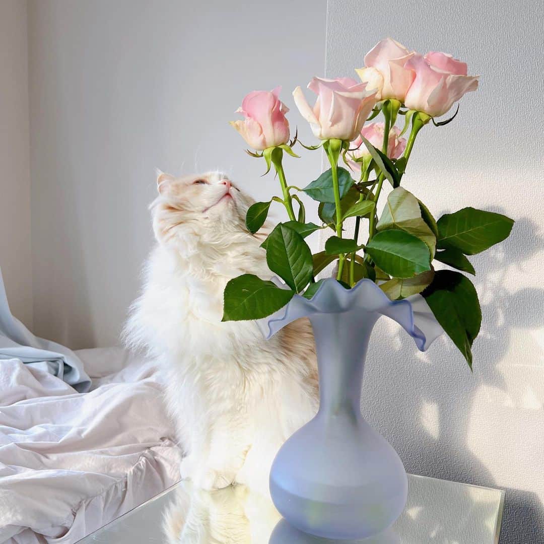 森彩香さんのインスタグラム写真 - (森彩香Instagram)「🐈🌸🤍 ちょっと前に来た新しい花瓶がすごく可愛い🫶🏻 　　 　　 　　 .」5月4日 11時49分 - ayarin_6v6