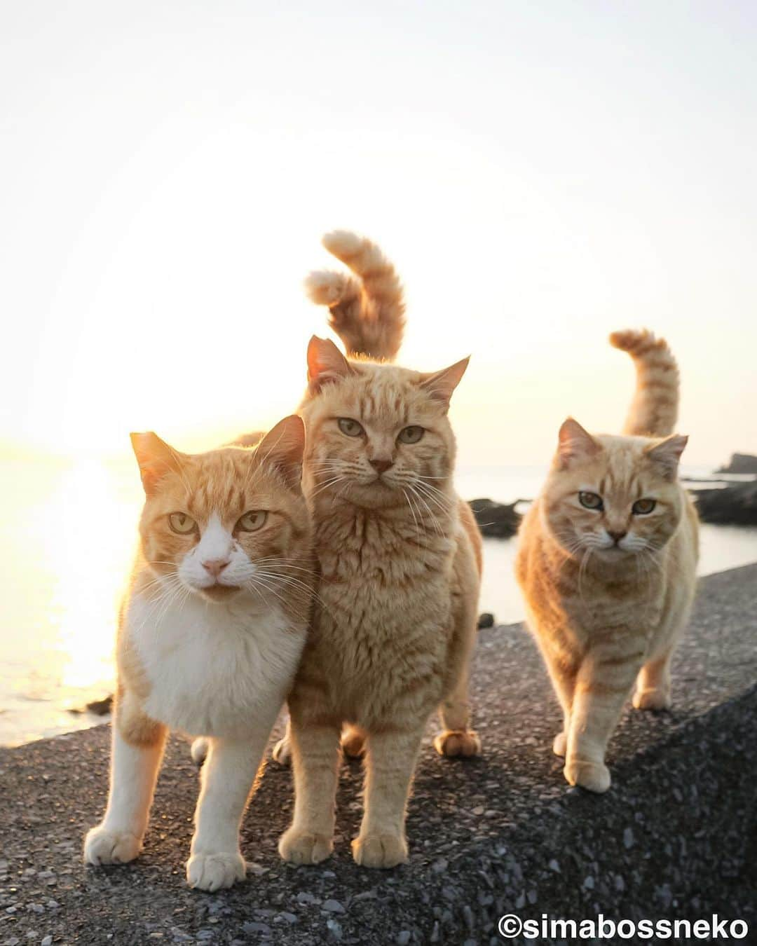 simabossnekoさんのインスタグラム写真 - (simabossnekoInstagram)「・ にゃかよし。いいですにゃ😽😸🏝 Lovely island cats❣️ Swipeしてね←←🐾  4〜5枚目の投稿は動画です。 The 4th and 5th posts are videos.  〜お知らせ〜 GW期間中、大分県の深島にて@p_nyanco22 と共に"深島ねこツアー"を行います。  ☆深島に暮らすにゃんこさん達を紹介しながら、島をめぐりご案内します☆  ねこツアーのご予約・お問い合わせ等については 『でぃーぷまりん深島』まで 公式サイト: https://fukashima.com  予約フォームURL:  https://deepmarine.booking.chillnn.com  公式サイトは、 @deepmarine33 のプロフィールリンクからもご覧いただけます。 （ご来島の際は必ず上記、でぃーぷまりん深島の公式サイトをご確認ください。）  🏝ねこツアーのほかに体験できるアクティビティ…みそ玉づくりワークショップ  ◎GW期間中、島への定期船は予約制となります。  乗船予約、運航状況など定期船については 佐伯市 蒲江・深島航路事務所までお問い合わせください。 TEL: 0972-42-1188  Instagram @kamaekouro  蒲江・深島航路 市営定期船『えばあぐりいん』 ●佐伯市蒲江大字蒲江浦 3283-2 離島への専用駐車場・待合室 🅿️🚻有  ●定期船運行時間 蒲江港発→深島(行き) 朝便　8:00→8:32 昼便　11:50→12:22 夕便　16:00→16:32  深島発→蒲江港(帰り) 朝便　8:38→9:10 昼便　12:28→13:00 夕便　16:38→17:10  ※予約をされていても、深島へ向かう定期船は、悪天候、大波にて急な運休がございます。その際は何卒ご了承くださいませ。  I'm holding the cat tour guide  until May 7th in Fukashima, Oita Prefecture, where I'm photographing cats.  ☆ We will guide you around the island while introducing the cats living in Fukashima ☆  ※ All guide explanations are in Japanese.   For reservations and inquiries about cat tours To "Deep Marine Fukushima" Official website: https://fukashima.com  Reservation form URL: https://deepmarine.booking.chillnn.com  ※The site is also written in Japanese.  The official website is You can also view it from @deepmarine33's profile link.  (Please be sure to check the official website of Deep Marine Fukushima above when visiting the island.)   Please come and visit us.  ・ ・ #しまねこ #島猫 #ねこ #にゃんすたぐらむ #猫写真 #cats_of_world #catloversclub #pleasantcats #catstagram #meowed #ig_japan #lumixg9」5月4日 11時51分 - simabossneko