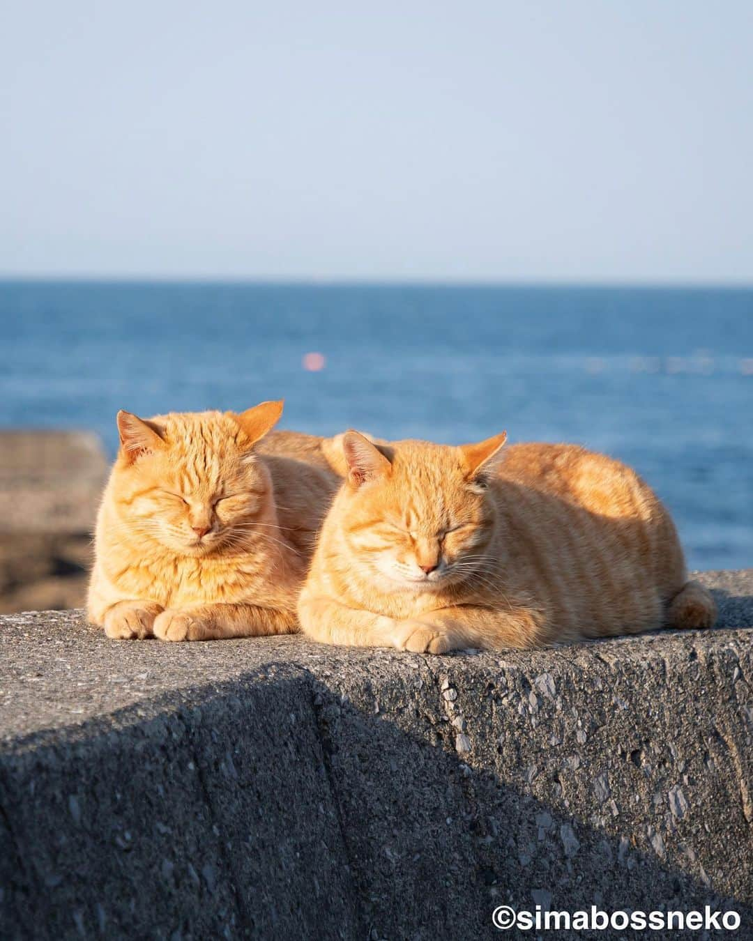 simabossnekoさんのインスタグラム写真 - (simabossnekoInstagram)「・ にゃかよし。いいですにゃ😽😸🏝 Lovely island cats❣️ Swipeしてね←←🐾  4〜5枚目の投稿は動画です。 The 4th and 5th posts are videos.  〜お知らせ〜 GW期間中、大分県の深島にて@p_nyanco22 と共に"深島ねこツアー"を行います。  ☆深島に暮らすにゃんこさん達を紹介しながら、島をめぐりご案内します☆  ねこツアーのご予約・お問い合わせ等については 『でぃーぷまりん深島』まで 公式サイト: https://fukashima.com  予約フォームURL:  https://deepmarine.booking.chillnn.com  公式サイトは、 @deepmarine33 のプロフィールリンクからもご覧いただけます。 （ご来島の際は必ず上記、でぃーぷまりん深島の公式サイトをご確認ください。）  🏝ねこツアーのほかに体験できるアクティビティ…みそ玉づくりワークショップ  ◎GW期間中、島への定期船は予約制となります。  乗船予約、運航状況など定期船については 佐伯市 蒲江・深島航路事務所までお問い合わせください。 TEL: 0972-42-1188  Instagram @kamaekouro  蒲江・深島航路 市営定期船『えばあぐりいん』 ●佐伯市蒲江大字蒲江浦 3283-2 離島への専用駐車場・待合室 🅿️🚻有  ●定期船運行時間 蒲江港発→深島(行き) 朝便　8:00→8:32 昼便　11:50→12:22 夕便　16:00→16:32  深島発→蒲江港(帰り) 朝便　8:38→9:10 昼便　12:28→13:00 夕便　16:38→17:10  ※予約をされていても、深島へ向かう定期船は、悪天候、大波にて急な運休がございます。その際は何卒ご了承くださいませ。  I'm holding the cat tour guide  until May 7th in Fukashima, Oita Prefecture, where I'm photographing cats.  ☆ We will guide you around the island while introducing the cats living in Fukashima ☆  ※ All guide explanations are in Japanese.   For reservations and inquiries about cat tours To "Deep Marine Fukushima" Official website: https://fukashima.com  Reservation form URL: https://deepmarine.booking.chillnn.com  ※The site is also written in Japanese.  The official website is You can also view it from @deepmarine33's profile link.  (Please be sure to check the official website of Deep Marine Fukushima above when visiting the island.)   Please come and visit us.  ・ ・ #しまねこ #島猫 #ねこ #にゃんすたぐらむ #猫写真 #cats_of_world #catloversclub #pleasantcats #catstagram #meowed #ig_japan #lumixg9」5月4日 11時51分 - simabossneko