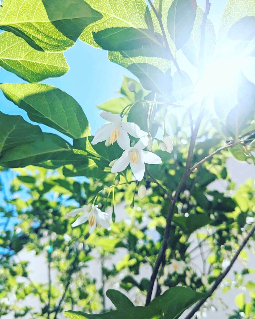 ネクステップ八柱支店さんのインスタグラム写真 - (ネクステップ八柱支店Instagram)「皆様こんにちは。 太陽の光をたくさん浴びて、エゴノキにお花が咲きました♪庭木にお花が咲くととても嬉しいですね。  ゴールデンウィークは皆様いかがお過ごしでしょうか。無理はなさらないようご自愛くださいませ。  また、弊社はゴールデンウィーク中も営業しておりますので、お家づくりのご相談があればお気軽にお問い合わせ下さい。  -------------------------------------- more photos...👉 @nextep.sumitai_ie -------------------------------------- * *  #テクノストラクチャー #注文住宅 #おしゃれな家 #デザイナーズハウス #パナソニックビルダーズグループ#一戸建て #インテリア #マイホーム #柏市 #松戸市 #流山市#住まい #雑貨 #暮らし #家 #インテリアデザイン #自慢したくなる家 #建築 #アート #一級建築士 #施工事例 #Panasonic #ロマンチック #地震に強い家 #スタイリッシュな家 #モデルハウス公開中 #庭木のある暮らし #エゴノキ #多目的空間 #和室」5月4日 12時00分 - nextep.sumitai_ie