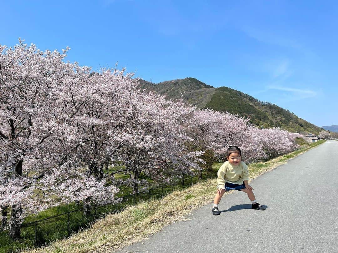 aco.さんのインスタグラム写真 - (aco.Instagram)「📷2023.4.4  娘のポーズ集🤞  頼んでもないし教えてもないのに なぜか一枚撮るたびにポーズを変えてくれました😂  最後の動画も謎なのだけど なんか好きなやつ🫶笑 . . . 最近ちょっとあったかくなってきたけど 桜が咲いていたこの時期の方が 気温高かったんじゃ？？と思ったり😂  何かと忙しかったけど 気持ちいいお天気でした🌸 . . . . . #aco子育て記録 . #お花見 #桜のある風景 #季節を楽しむ暮らし #こどものいる暮らし #こどもと暮らす #子育てを楽しむ #幼稚園児 #3歳 #3歳女の子 #10月生まれ #こどものいる暮らし #こどもと暮らす #子育てを楽しむ  #11歳差子育て #年の差兄妹 #年の差育児  #暮らしを楽しむ家づくり #暮らしの記録 #日常の記録 #日常を楽しむ #日常を楽しく .」5月4日 12時20分 - aco.chaaaaan