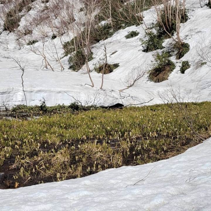 栂池高原スキー場さんのインスタグラム写真 - (栂池高原スキー場Instagram)「本日の中部山岳国立公園「栂池自然園」(標高1,860ｍ)には、まだ１ｍ程の残雪があります。毎年早めに融雪が進む「水芭蕉湿原」では、小さく可愛い水芭蕉が少しずつ顔を出し始めました！  栂の森遊歩道(標高1,582ｍ)付近では、しっかり水芭蕉が見る事ができます。立金花（リュウキンカ）も咲き、白と黄色のコントラストが楽しめます。  是非、ゴールデンウィークは栂池高原へお越しください！お待ちしております。  #北アルプス #白馬つがいけWOW！ #白馬 #栂池高原スキー場 #栂池高原 #栂池 #長野県 #絶景 #雪遊び #子連れ #家族の時間 #ロープウェイ #ファミリー #バーガーキング #ドッグラン #つがいけマウンテンリゾート #スノーシュー #こどもとおでかけ #ゴールデンウィーク #車でお出かけ #空中散歩 #愛犬との時間 #tsugaike #tgparks #snowboard #ski #roxy #millet #hakuba #dragon」5月4日 12時22分 - tsugaike_kogen