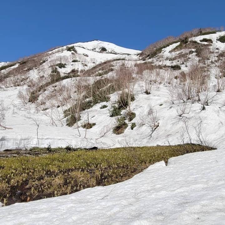 栂池高原スキー場さんのインスタグラム写真 - (栂池高原スキー場Instagram)「本日の中部山岳国立公園「栂池自然園」(標高1,860ｍ)には、まだ１ｍ程の残雪があります。毎年早めに融雪が進む「水芭蕉湿原」では、小さく可愛い水芭蕉が少しずつ顔を出し始めました！  栂の森遊歩道(標高1,582ｍ)付近では、しっかり水芭蕉が見る事ができます。立金花（リュウキンカ）も咲き、白と黄色のコントラストが楽しめます。  是非、ゴールデンウィークは栂池高原へお越しください！お待ちしております。  #北アルプス #白馬つがいけWOW！ #白馬 #栂池高原スキー場 #栂池高原 #栂池 #長野県 #絶景 #雪遊び #子連れ #家族の時間 #ロープウェイ #ファミリー #バーガーキング #ドッグラン #つがいけマウンテンリゾート #スノーシュー #こどもとおでかけ #ゴールデンウィーク #車でお出かけ #空中散歩 #愛犬との時間 #tsugaike #tgparks #snowboard #ski #roxy #millet #hakuba #dragon」5月4日 12時22分 - tsugaike_kogen