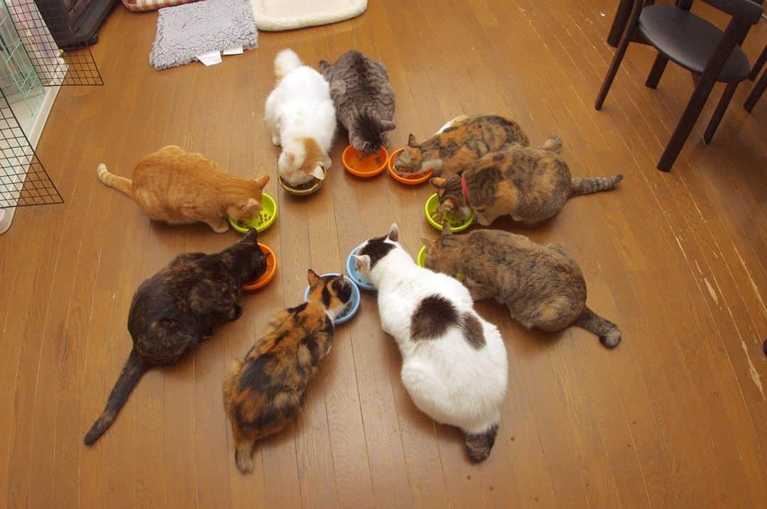 Kachimo Yoshimatsuのインスタグラム：「4が付く日はヨウカンさんの日｡ 2階が9匹だった頃。 2012年5月  ヨウカンさん ミツマメ ひじき 茶豆 おかき 黒豆 カステラ プリン 煮豆  そして1階に ミルク レオ爺 ココア  12匹でした。  これに娘の所の岸田森、岸田今日子が加わり、 瞬間最高14匹という時もありました。  #うちの猫ら #猫 #ねこ #ニャンスタグラム #にゃんすたぐらむ #ねこのきもち #cat #ネコ #catstagram #ネコ部 http://kachimo.exblog.jp」