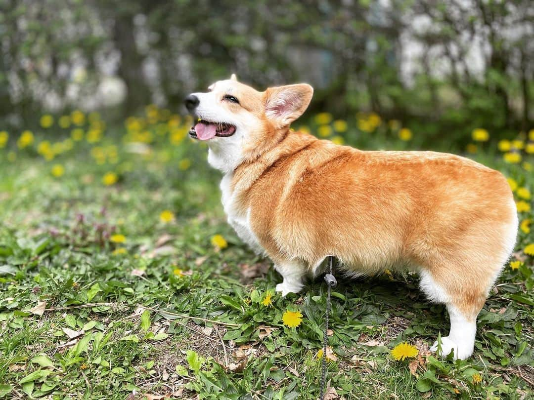 廣岡俊光さんのインスタグラム写真 - (廣岡俊光Instagram)「. ペロとたんぽぽ . #corgi #corgistagram #コーギーのいる暮らし」5月4日 12時37分 - uhb_hirooka