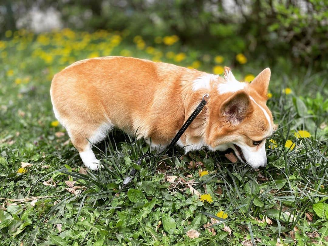 廣岡俊光さんのインスタグラム写真 - (廣岡俊光Instagram)「. ペロとたんぽぽ . #corgi #corgistagram #コーギーのいる暮らし」5月4日 12時37分 - uhb_hirooka