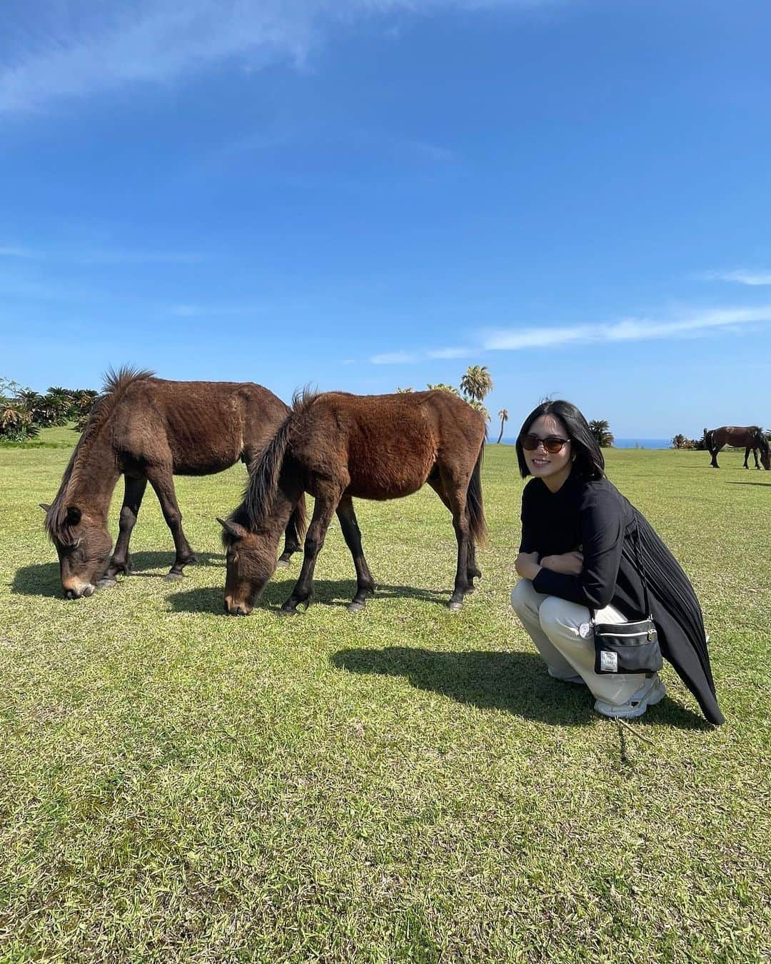 内田有理のインスタグラム：「野生の馬🐎日本の昔からいる品種らしくて、小柄で足が短くて 今の時期は冬毛の生え替わりらしくモフモフしてた💓  子牛も産まれてて可愛かった😍 横になって寝たりしてて自由だった👀  宮崎市から車で2時間くらいのところでした📍  風力発電がたくさんあるくらい風が強くて360°見渡せる、見晴らしの良い岬でした✨  馬に紛れてハクビシンが必死で穴掘ってました笑  #宮崎観光 #宮崎県 #miyazaki」