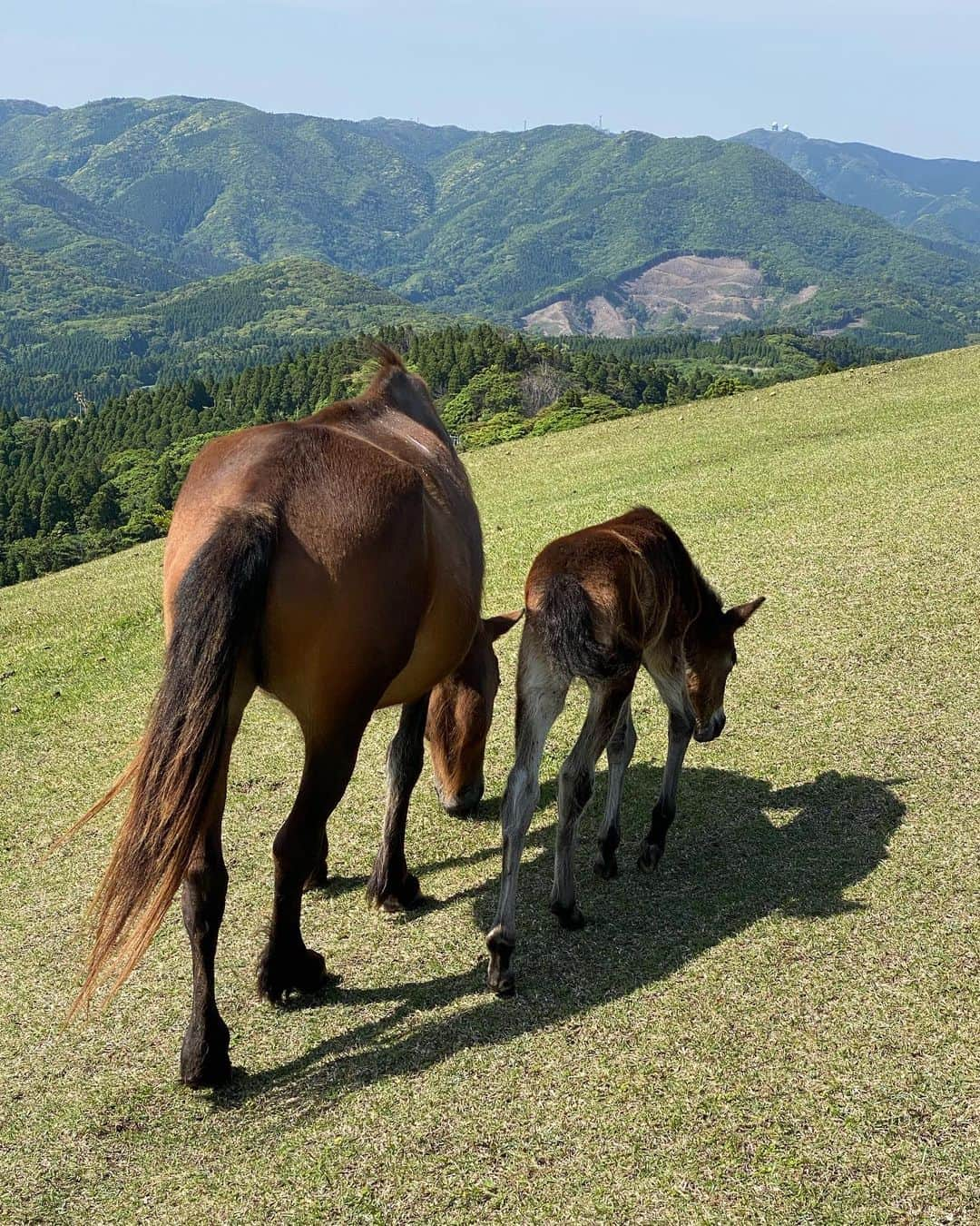 内田有理さんのインスタグラム写真 - (内田有理Instagram)「野生の馬🐎日本の昔からいる品種らしくて、小柄で足が短くて 今の時期は冬毛の生え替わりらしくモフモフしてた💓  子牛も産まれてて可愛かった😍 横になって寝たりしてて自由だった👀  宮崎市から車で2時間くらいのところでした📍  風力発電がたくさんあるくらい風が強くて360°見渡せる、見晴らしの良い岬でした✨  馬に紛れてハクビシンが必死で穴掘ってました笑  #宮崎観光 #宮崎県 #miyazaki」5月4日 13時02分 - yuriuchida1018