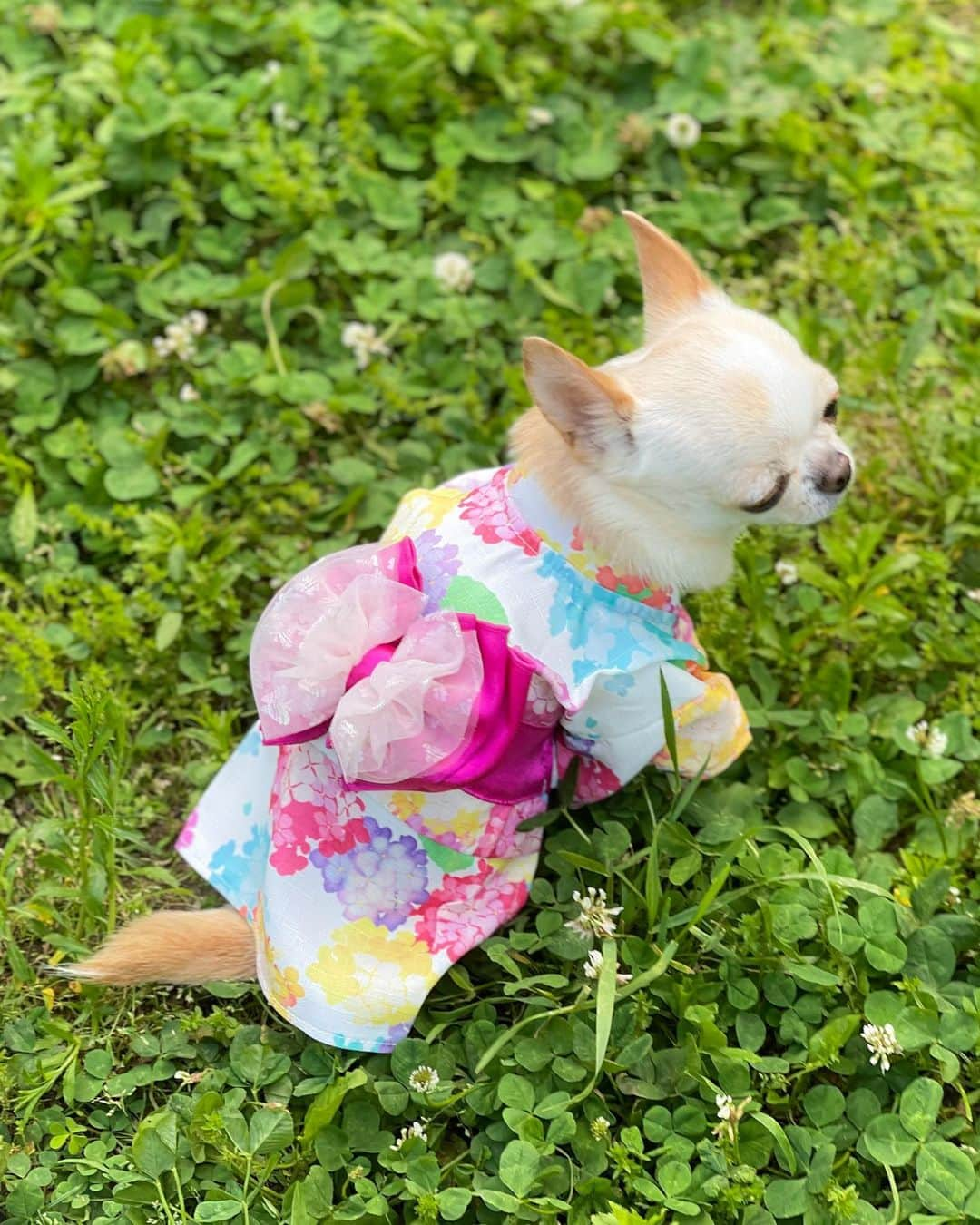 iDog&iCatさんのインスタグラム写真 - (iDog&iCatInstagram)「"Yukata" are casual clothes for the summer season, such as “KIMONO”.🐶👘💗🇯🇵  初めて浴衣👘を着てみまちた🐶💕  水彩画風の紫陽花柄とレース生地とサテン生地を重ねた花帯がとても華やかで可愛い仕上がり💗  軽くてサラリとした素材感もお気に入り👘🎐  面ファスナーを留めるだけの簡単着脱✨ （これが一番助かる🥰）  夏祭り🏮や花火大会🎇などのイベントにおすすめです✨  👘iDog華やか大輪帯浴衣  XS〜9サイズ展開（クリムはXSを着用）  @idogicat  🐶🐶看板犬のコマメちゃんとコツブちゃんのリール動画が可愛すぎて癒されてます🥰（こちらもおすすめ💕）  #idogicat #idog公式アンバサダー  #chihuahua#chihuahuas#chihuahualove#chihuahualife#chihuahuastagram#chihuahuasofinstagram#chihuahualover#chihuahuaworld#chihuahuafanatics#pet#instagram#instagood#dog#dogs#dogstagram#dogsofinstagram#9gag#cutepetclub#funnydogs#chihuahuadog#チワワ#チワワ部#ちわすたぐらむ#スムチー#スムースチワワ#치와와#吉娃娃」5月4日 12時58分 - idogicat