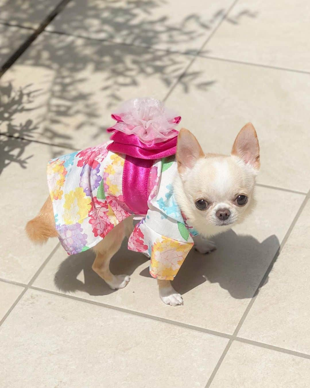 iDog&iCatさんのインスタグラム写真 - (iDog&iCatInstagram)「"Yukata" are casual clothes for the summer season, such as “KIMONO”.🐶👘💗🇯🇵  初めて浴衣👘を着てみまちた🐶💕  水彩画風の紫陽花柄とレース生地とサテン生地を重ねた花帯がとても華やかで可愛い仕上がり💗  軽くてサラリとした素材感もお気に入り👘🎐  面ファスナーを留めるだけの簡単着脱✨ （これが一番助かる🥰）  夏祭り🏮や花火大会🎇などのイベントにおすすめです✨  👘iDog華やか大輪帯浴衣  XS〜9サイズ展開（クリムはXSを着用）  @idogicat  🐶🐶看板犬のコマメちゃんとコツブちゃんのリール動画が可愛すぎて癒されてます🥰（こちらもおすすめ💕）  #idogicat #idog公式アンバサダー  #chihuahua#chihuahuas#chihuahualove#chihuahualife#chihuahuastagram#chihuahuasofinstagram#chihuahualover#chihuahuaworld#chihuahuafanatics#pet#instagram#instagood#dog#dogs#dogstagram#dogsofinstagram#9gag#cutepetclub#funnydogs#chihuahuadog#チワワ#チワワ部#ちわすたぐらむ#スムチー#スムースチワワ#치와와#吉娃娃」5月4日 12時58分 - idogicat