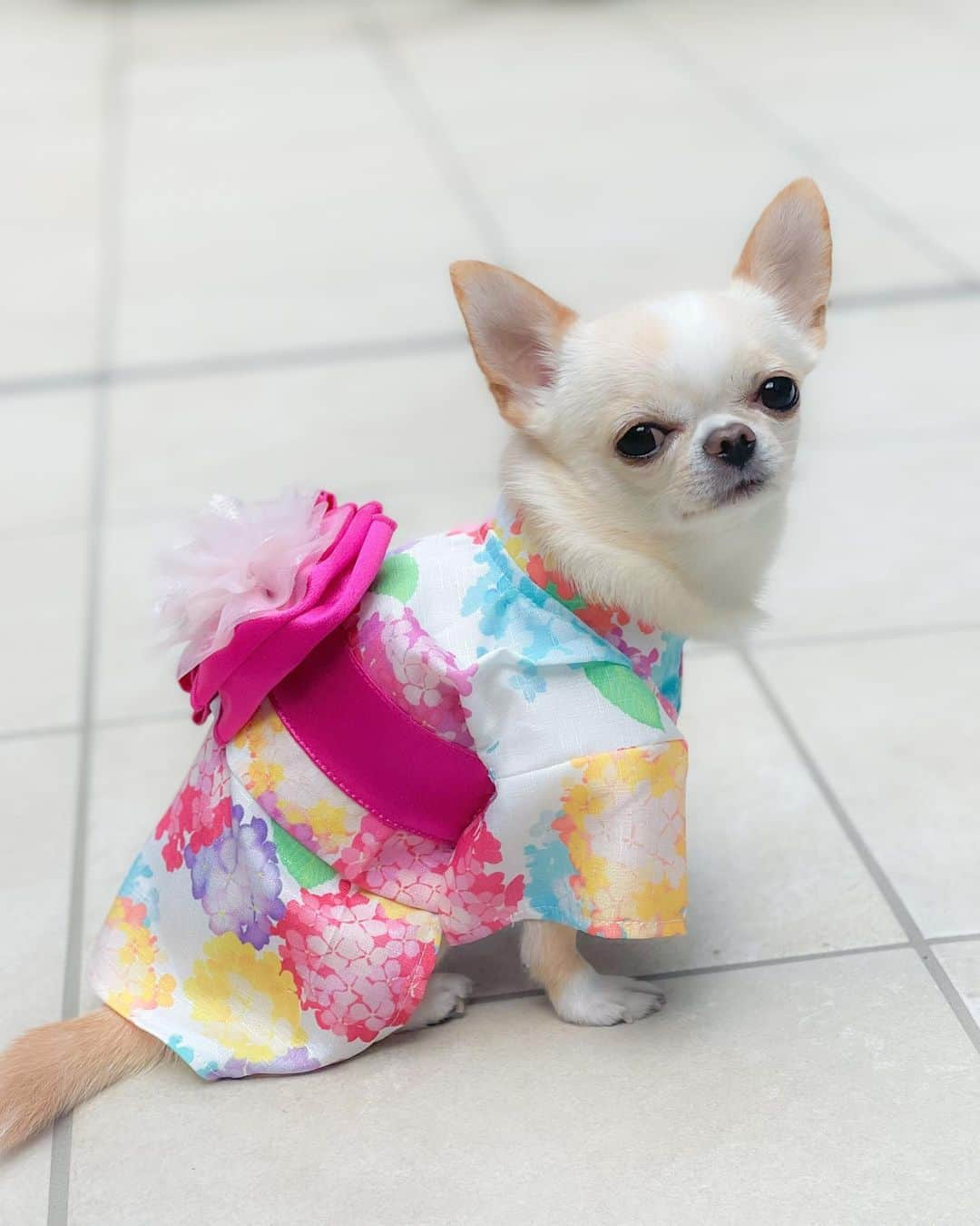 iDog&iCatさんのインスタグラム写真 - (iDog&iCatInstagram)「"Yukata" are casual clothes for the summer season, such as “KIMONO”.🐶👘💗🇯🇵  初めて浴衣👘を着てみまちた🐶💕  水彩画風の紫陽花柄とレース生地とサテン生地を重ねた花帯がとても華やかで可愛い仕上がり💗  軽くてサラリとした素材感もお気に入り👘🎐  面ファスナーを留めるだけの簡単着脱✨ （これが一番助かる🥰）  夏祭り🏮や花火大会🎇などのイベントにおすすめです✨  👘iDog華やか大輪帯浴衣  XS〜9サイズ展開（クリムはXSを着用）  @idogicat  🐶🐶看板犬のコマメちゃんとコツブちゃんのリール動画が可愛すぎて癒されてます🥰（こちらもおすすめ💕）  #idogicat #idog公式アンバサダー  #chihuahua#chihuahuas#chihuahualove#chihuahualife#chihuahuastagram#chihuahuasofinstagram#chihuahualover#chihuahuaworld#chihuahuafanatics#pet#instagram#instagood#dog#dogs#dogstagram#dogsofinstagram#9gag#cutepetclub#funnydogs#chihuahuadog#チワワ#チワワ部#ちわすたぐらむ#スムチー#スムースチワワ#치와와#吉娃娃」5月4日 12時58分 - idogicat