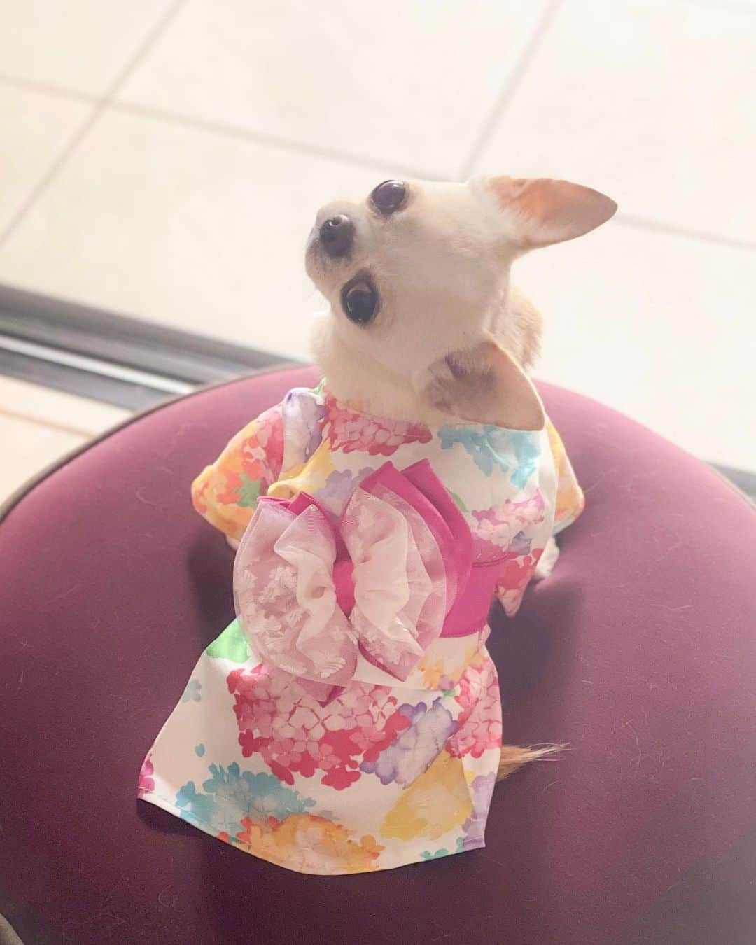 iDog&iCatさんのインスタグラム写真 - (iDog&iCatInstagram)「"Yukata" are casual clothes for the summer season, such as “KIMONO”.🐶👘💗🇯🇵  初めて浴衣👘を着てみまちた🐶💕  水彩画風の紫陽花柄とレース生地とサテン生地を重ねた花帯がとても華やかで可愛い仕上がり💗  軽くてサラリとした素材感もお気に入り👘🎐  面ファスナーを留めるだけの簡単着脱✨ （これが一番助かる🥰）  夏祭り🏮や花火大会🎇などのイベントにおすすめです✨  👘iDog華やか大輪帯浴衣  XS〜9サイズ展開（クリムはXSを着用）  @idogicat  🐶🐶看板犬のコマメちゃんとコツブちゃんのリール動画が可愛すぎて癒されてます🥰（こちらもおすすめ💕）  #idogicat #idog公式アンバサダー  #chihuahua#chihuahuas#chihuahualove#chihuahualife#chihuahuastagram#chihuahuasofinstagram#chihuahualover#chihuahuaworld#chihuahuafanatics#pet#instagram#instagood#dog#dogs#dogstagram#dogsofinstagram#9gag#cutepetclub#funnydogs#chihuahuadog#チワワ#チワワ部#ちわすたぐらむ#スムチー#スムースチワワ#치와와#吉娃娃」5月4日 12時58分 - idogicat