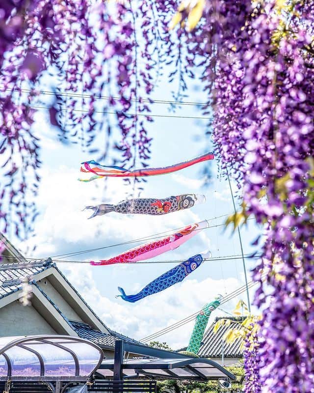 楽天トラベル さんのインスタグラム写真 - (楽天トラベル Instagram)「投稿を保存して見返してね😊 毎日おすすめの観光スポットやホテルを紹介している 楽天トラベル💚 👉@rakutentravel  ーーーーーーーーーーーーー  明日は子どもの日🎏 日本各地のカラフルな鯉のぼりの写真を紹介します。 お天気の日に風になびく鯉のぼりを見に行くのもいいですよね😊  ーーーーーーーーーーーーー  📍#石川河川敷 大阪府 富田林市 Special Thanks💓📸Photo by @lulu_camera  📍#信達宿の野田藤 大阪府 泉南市 Special Thanks💓📸Photo by @yasushi_terauchi  📍#花桃の里 長野県 阿智村 Special Thanks💓📸Photo by @toki_a6000  ーーーーーーーーーーーーー  #rakutentravel をつけて投稿してくだされば、 あなたの撮った写真が楽天トラベルアカウントに掲載されるかも👀  トレンドから定番まで、来週のワクワクを叶える楽天トラベルの旅マガジン👜💕楽天トラベルをフォローして理想の旅をみつけてね🛫@rakutentravel  今までの旅行の体験談や感想など コメントに書いてね✏  ーーーーーーーーーーーーー」5月4日 19時00分 - rakutentravel