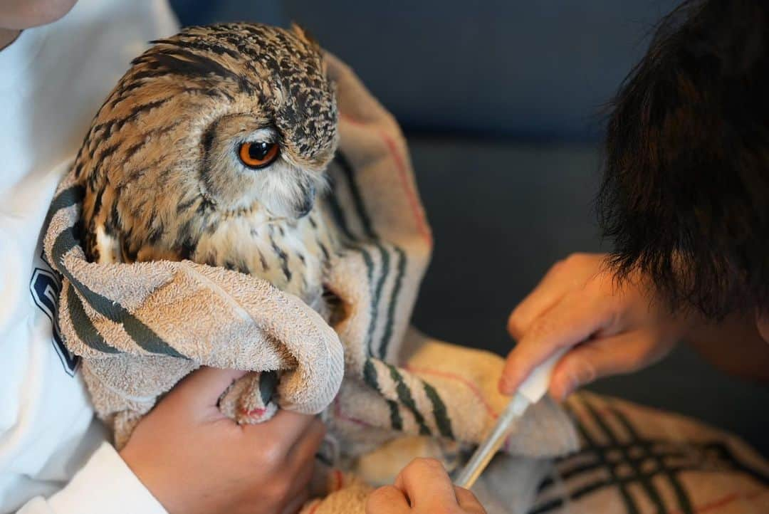 GEN3 Owlさんのインスタグラム写真 - (GEN3 OwlInstagram)「メンテナンス中、真剣なまなざし @genz64 His serious look during maintenance.  #owl #owlgaru #フクロウ」5月4日 13時12分 - genz64