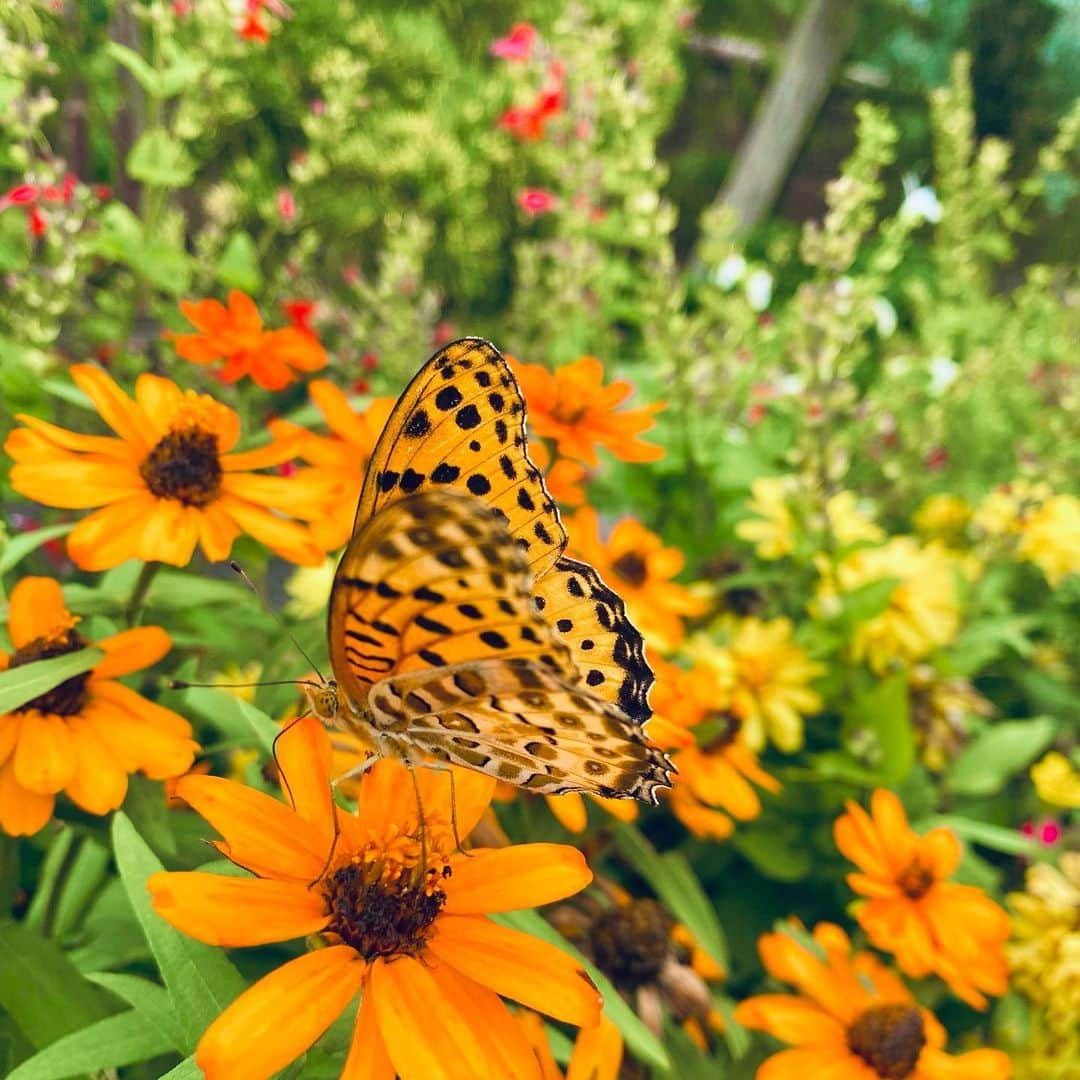 中村静香さんのインスタグラム写真 - (中村静香Instagram)「#宇治市植物公園  日本一を誇る立体花壇  昨年の99作目が「恐竜」でした🦖 今年の100作目は「干支うさぎ」ですって🐰🌷 (5月中旬まで)  たくさんの自然に癒されたよ  #京の小話 #地元ぶらり #左から感じる恐竜の視線」5月4日 13時23分 - shizuka_nakamura_official