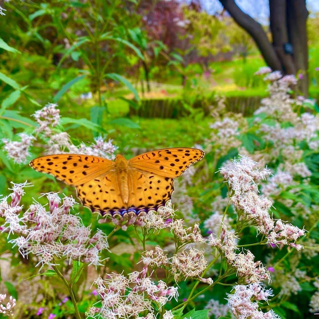 中村静香さんのインスタグラム写真 - (中村静香Instagram)「#宇治市植物公園  日本一を誇る立体花壇  昨年の99作目が「恐竜」でした🦖 今年の100作目は「干支うさぎ」ですって🐰🌷 (5月中旬まで)  たくさんの自然に癒されたよ  #京の小話 #地元ぶらり #左から感じる恐竜の視線」5月4日 13時23分 - shizuka_nakamura_official