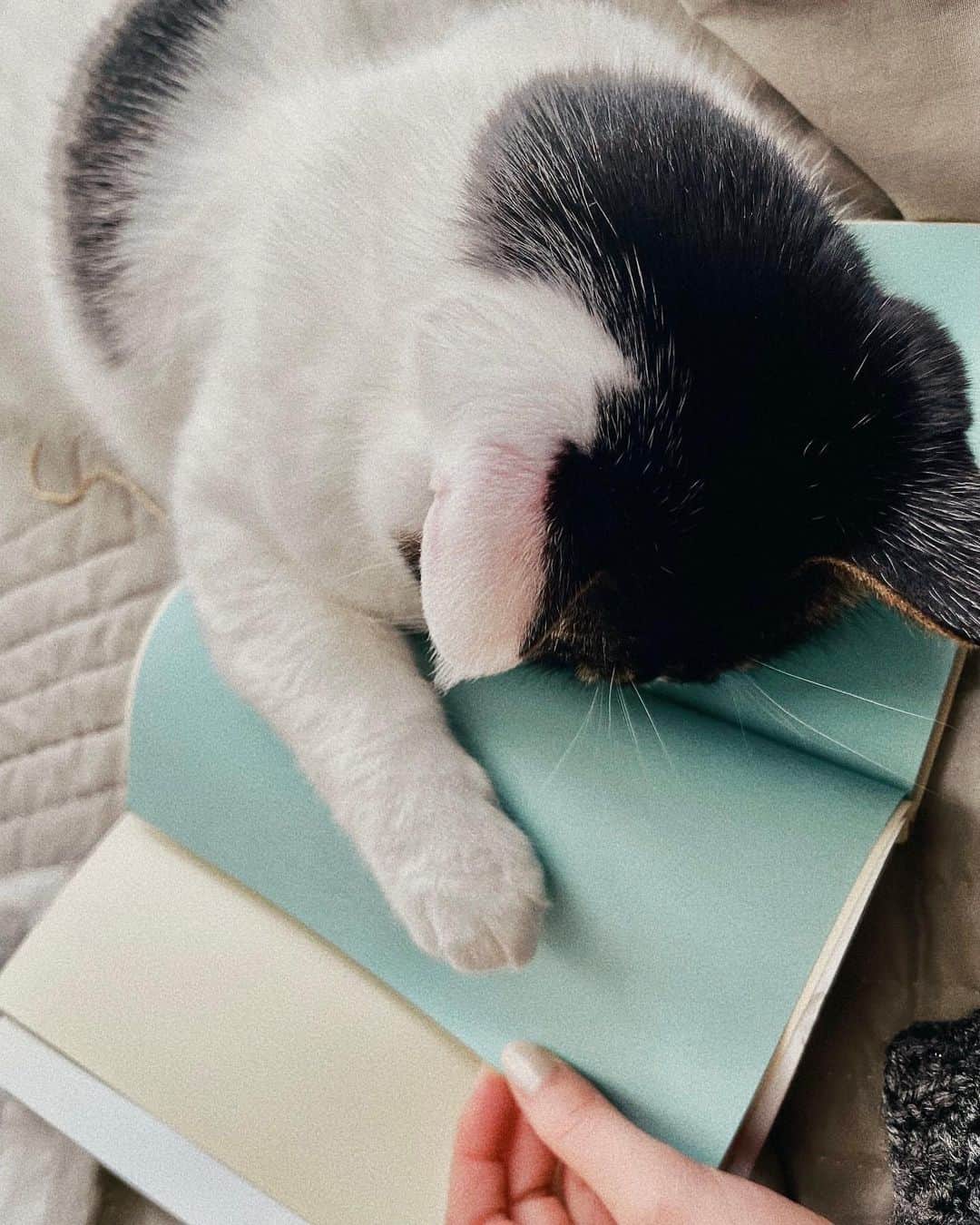 山本萩子のインスタグラム：「. 読ませてくれない 愛おしすぎる 世界の中心はいつだってあなたです☺️」