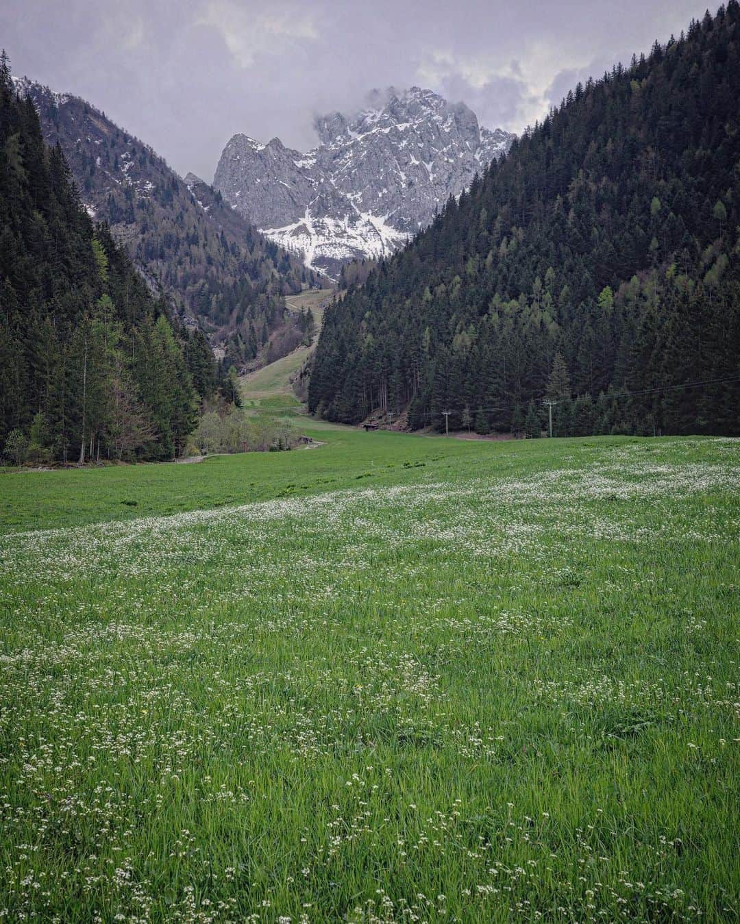 石川直樹さんのインスタグラム写真 - (石川直樹Instagram)「#AlpiOrobie Fieldwork, #CimonedellaBagozza, #Italy. Based in Bergamo, I walk around #OrobieAlps. 昨秋、今冬に続く3回目となるイタリア・オロビエアルプス探訪がスタートしました。今回は春の山。 スカルベ谷では、雪解けの隙間から、白と紫のクロッカスがあちこちで花開いていました。穏やかなよい季節。 . #lombardia#provinciabergamo#orobiebergamasche#Orobie#schilpario##valdiscalve」5月4日 13時45分 - straightree8848