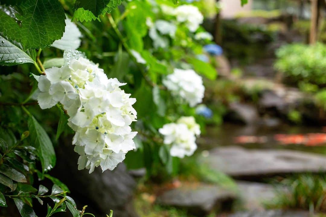八芳園さんのインスタグラム写真 - (八芳園Instagram)「雨露が草木を潤す水無月。 日本庭園を華やかに彩る紫陽花が咲き始めました。  紫陽花という名前は、 藍色が集まったという意味の「集真藍（あづさあい）」が由来だそう。  土壌の性質によって花の色が変わり、 時間の経過とともに色合いが変化することもあるそうです。  庭園を散策をしながら、 彩り豊かな紫陽花をお愉しみください。  🍃🍃🍃  #八芳園 #happoen #紫陽花 #新緑 #水無月 #日本庭園 #はなすたぐらむ #flowerstagram #flower_daily #花のある暮らし #はなまっぷ #あじさい #私の花の写真 #kokohana #日本の四季  #写真好きな人と繋がりたい #カメラ好きな人と繋がりたい #ファインダー越しの私の世界 #錦鯉 #koi  #japanesegarden #tokyotokyo #tokyotrip #japan_of_insta #jp_mood #jp_gallery #dreamyphoto #wonderful_places #bestphoto_japan #japan_daytime_view」6月2日 19時05分 - happoen