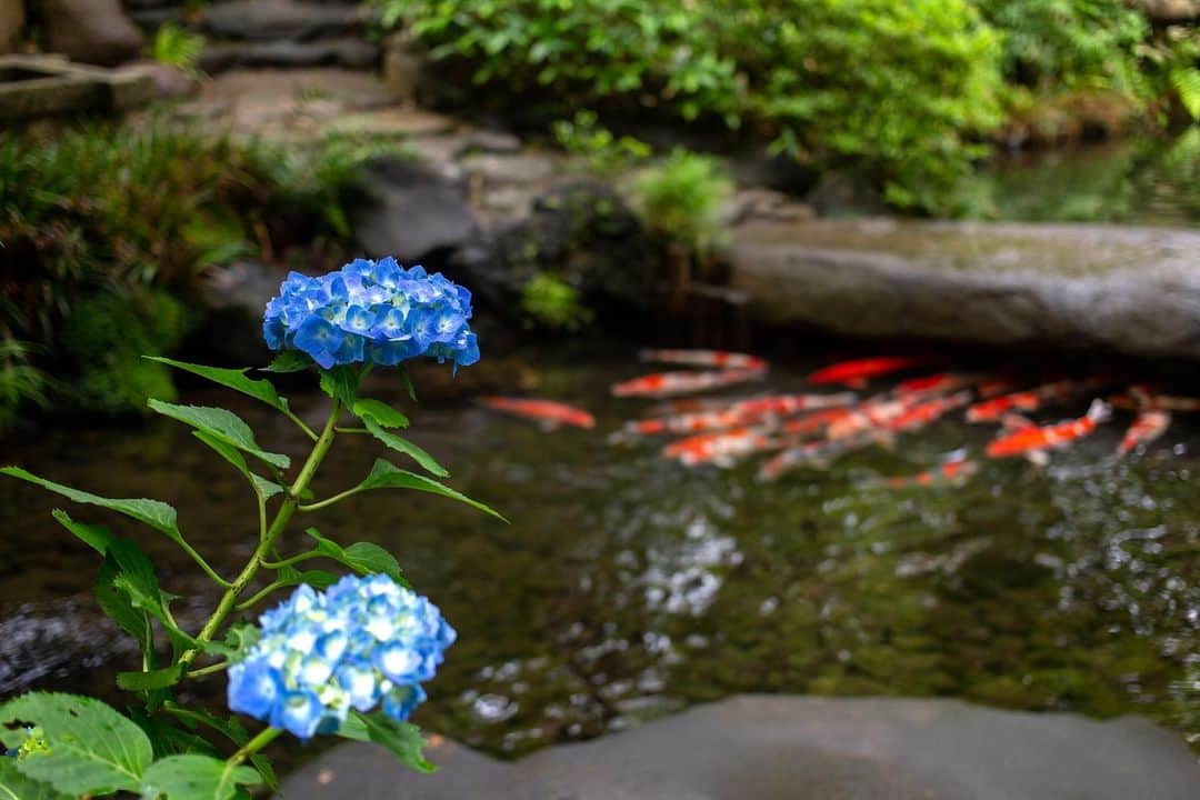八芳園さんのインスタグラム写真 - (八芳園Instagram)「雨露が草木を潤す水無月。 日本庭園を華やかに彩る紫陽花が咲き始めました。  紫陽花という名前は、 藍色が集まったという意味の「集真藍（あづさあい）」が由来だそう。  土壌の性質によって花の色が変わり、 時間の経過とともに色合いが変化することもあるそうです。  庭園を散策をしながら、 彩り豊かな紫陽花をお愉しみください。  🍃🍃🍃  #八芳園 #happoen #紫陽花 #新緑 #水無月 #日本庭園 #はなすたぐらむ #flowerstagram #flower_daily #花のある暮らし #はなまっぷ #あじさい #私の花の写真 #kokohana #日本の四季  #写真好きな人と繋がりたい #カメラ好きな人と繋がりたい #ファインダー越しの私の世界 #錦鯉 #koi  #japanesegarden #tokyotokyo #tokyotrip #japan_of_insta #jp_mood #jp_gallery #dreamyphoto #wonderful_places #bestphoto_japan #japan_daytime_view」6月2日 19時05分 - happoen
