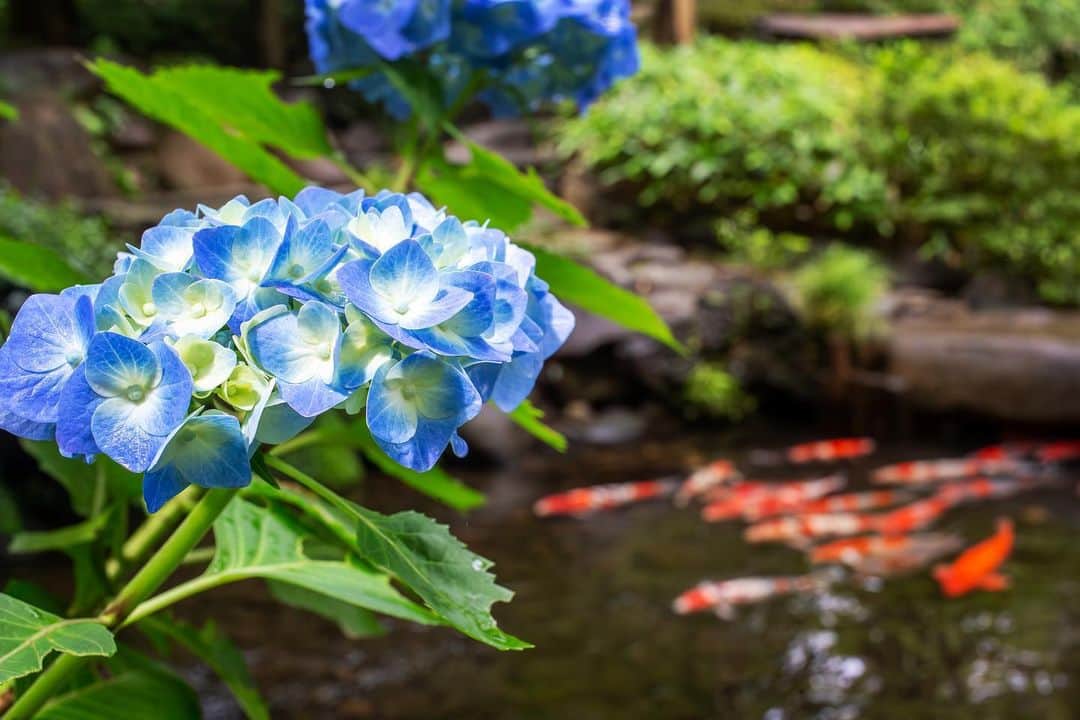 八芳園のインスタグラム：「雨露が草木を潤す水無月。 日本庭園を華やかに彩る紫陽花が咲き始めました。  紫陽花という名前は、 藍色が集まったという意味の「集真藍（あづさあい）」が由来だそう。  土壌の性質によって花の色が変わり、 時間の経過とともに色合いが変化することもあるそうです。  庭園を散策をしながら、 彩り豊かな紫陽花をお愉しみください。  🍃🍃🍃  #八芳園 #happoen #紫陽花 #新緑 #水無月 #日本庭園 #はなすたぐらむ #flowerstagram #flower_daily #花のある暮らし #はなまっぷ #あじさい #私の花の写真 #kokohana #日本の四季  #写真好きな人と繋がりたい #カメラ好きな人と繋がりたい #ファインダー越しの私の世界 #錦鯉 #koi  #japanesegarden #tokyotokyo #tokyotrip #japan_of_insta #jp_mood #jp_gallery #dreamyphoto #wonderful_places #bestphoto_japan #japan_daytime_view」