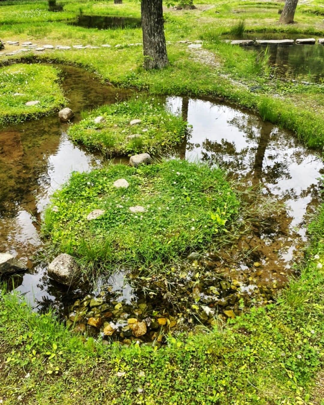 KSBアナウンサーさんのインスタグラム写真 - (KSBアナウンサーInstagram)「🎤 こんばんは！瀧川奈津希です。 先日、栃木・那須へ遊びに行ってきました✨  写真は、建築家・石上純也さんが手がけた「水庭」という場所で ガイドツアーに参加してきました🍃  318本の木と、大小160の池、 苔むした地面、道を作ってくれる飛び石などでできているこの場所は、 自然の風景に見えますが、実は”人工”の庭なんです（！）  新緑の季節、木々が青々と茂っている上に 鳥のさえずりやカエルの鳴き声、川のせせらぎの音が聞こえ、とっても心地よかったです。 池ではオタマジャクシやアメンボも泳いでいました✨🌱  ちなみに、水庭の奥には香川県のイサム・ノグチのアトリエから譲り受けたという石が設置されていましたよ。 日本古来の「庭園」の思想を受け継いでいるそうです。 旅先でも、香川や瀬戸内のものに触れられると思わずうれしくなってしまいます🌊  #水庭 #石上純也 #建築 #人工の庭 #栃木 #那須 #アートビオトープ那須 #イサム・ノグチ  #5ch #KSB瀬戸内海放送 #岡山 #香川 #okayama #kagawa #瀧川奈津希 #アナウンサー #女性アナウンサー #テレビ局」6月2日 17時49分 - ksb_announcer