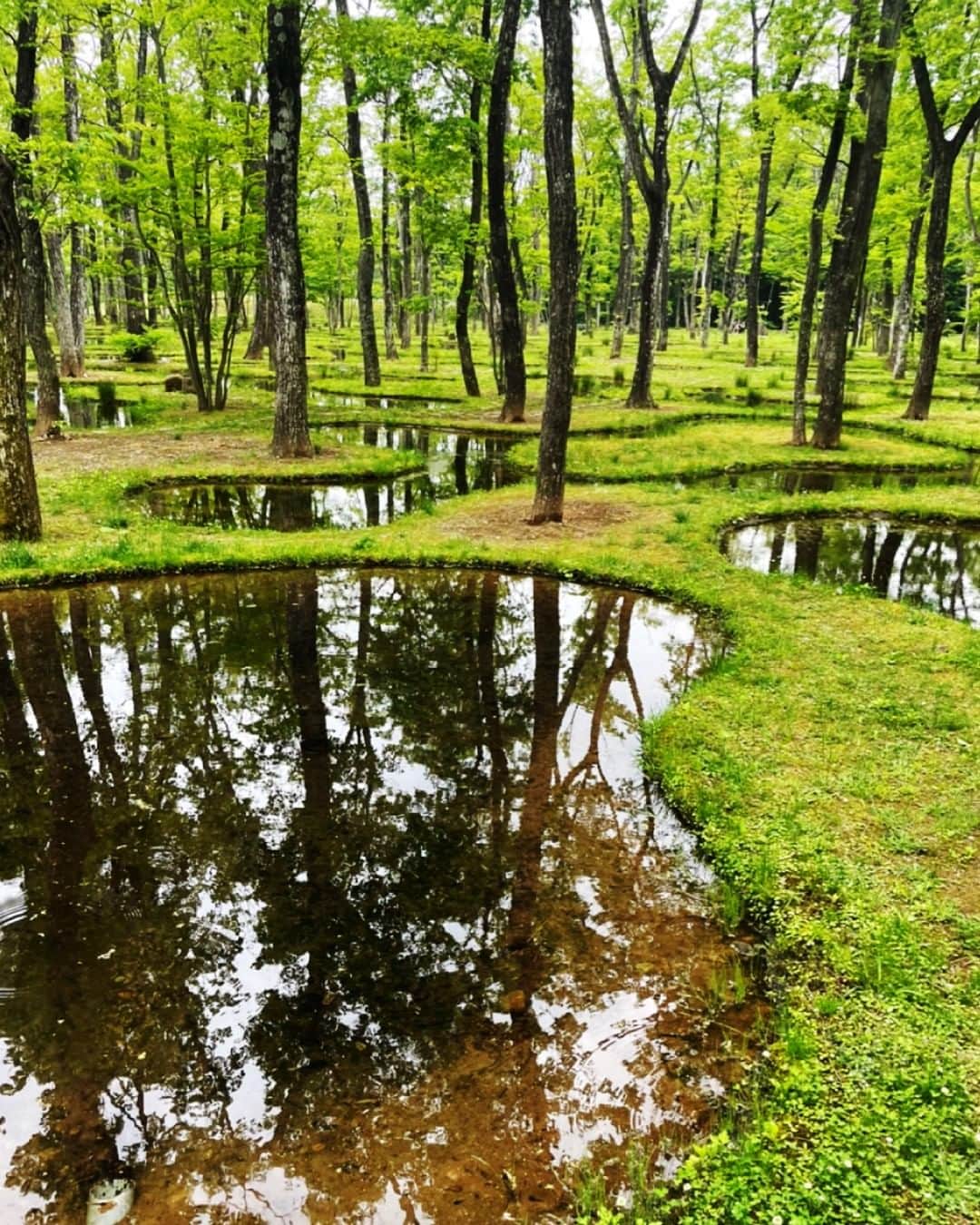 KSBアナウンサーさんのインスタグラム写真 - (KSBアナウンサーInstagram)「🎤 こんばんは！瀧川奈津希です。 先日、栃木・那須へ遊びに行ってきました✨  写真は、建築家・石上純也さんが手がけた「水庭」という場所で ガイドツアーに参加してきました🍃  318本の木と、大小160の池、 苔むした地面、道を作ってくれる飛び石などでできているこの場所は、 自然の風景に見えますが、実は”人工”の庭なんです（！）  新緑の季節、木々が青々と茂っている上に 鳥のさえずりやカエルの鳴き声、川のせせらぎの音が聞こえ、とっても心地よかったです。 池ではオタマジャクシやアメンボも泳いでいました✨🌱  ちなみに、水庭の奥には香川県のイサム・ノグチのアトリエから譲り受けたという石が設置されていましたよ。 日本古来の「庭園」の思想を受け継いでいるそうです。 旅先でも、香川や瀬戸内のものに触れられると思わずうれしくなってしまいます🌊  #水庭 #石上純也 #建築 #人工の庭 #栃木 #那須 #アートビオトープ那須 #イサム・ノグチ  #5ch #KSB瀬戸内海放送 #岡山 #香川 #okayama #kagawa #瀧川奈津希 #アナウンサー #女性アナウンサー #テレビ局」6月2日 17時49分 - ksb_announcer