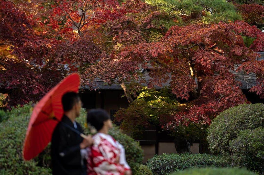 桜鶴苑さんのインスタグラム写真 - (桜鶴苑Instagram)「【紅葉シーズン前撮りのご予約を開始致しました！🍁】 . . 緑の庭園🌱に真っ赤な紅葉🍁 . 秋ならではの景色 紅葉に囲まれながらおふたりの思い出のお写真を残しませんか？ . . 桜鶴苑の紅葉はとても魅力的で毎年土日祝日は全て満席となっております。 . . 桜鶴苑では毎週ブライダルフェアを行っております。 少しでも気になってくださいましたらぜひご予約くださいませ。 皆様にお会いできますことを楽しみにしております。 . . #桜鶴苑#桜鶴苑花嫁 #京都前撮り#日本庭園#庭園挙式#人前式#神前式#披露宴#京都結婚式場#南禅寺近辺#フォトウェディング京都#京都前撮り#京都らしい風景#京都料亭#京料理#少人数婚#家族婚」6月2日 18時00分 - okakuen